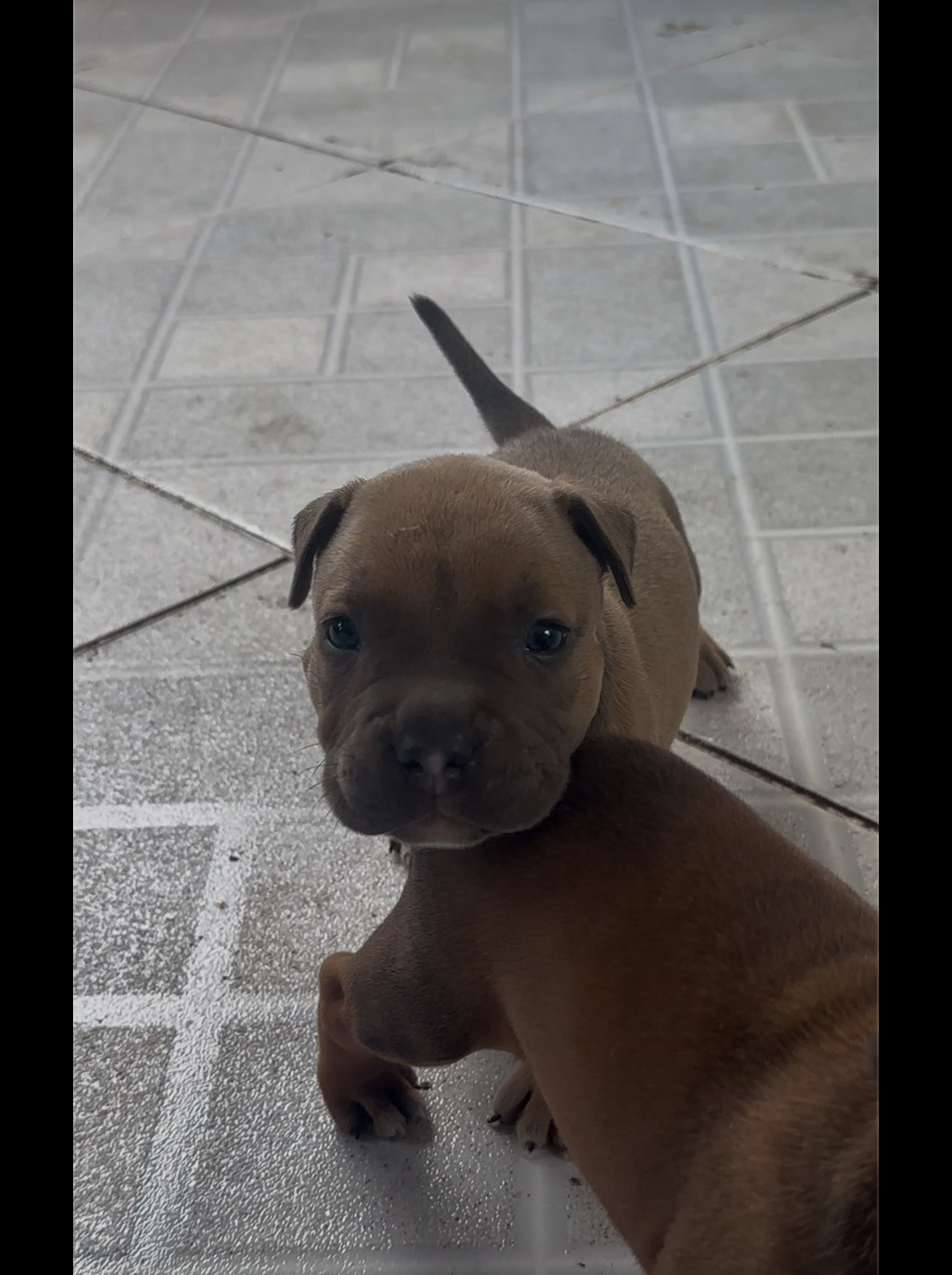 animales y mascotas - pitbull american con blue 5
