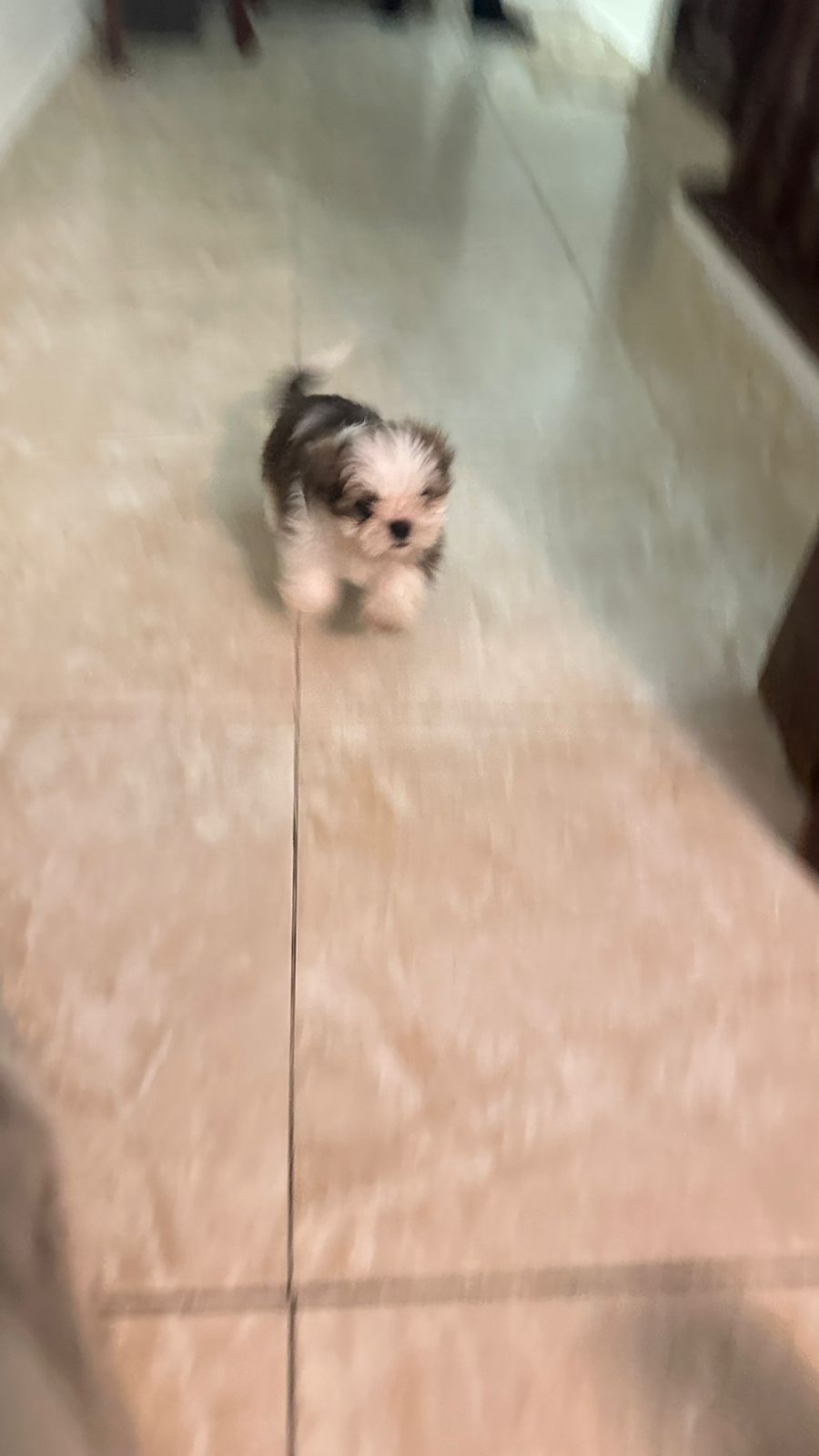 animales y mascotas - VENDO PERROS SHIHTZU 2 VARONES  VACUNADOS  2