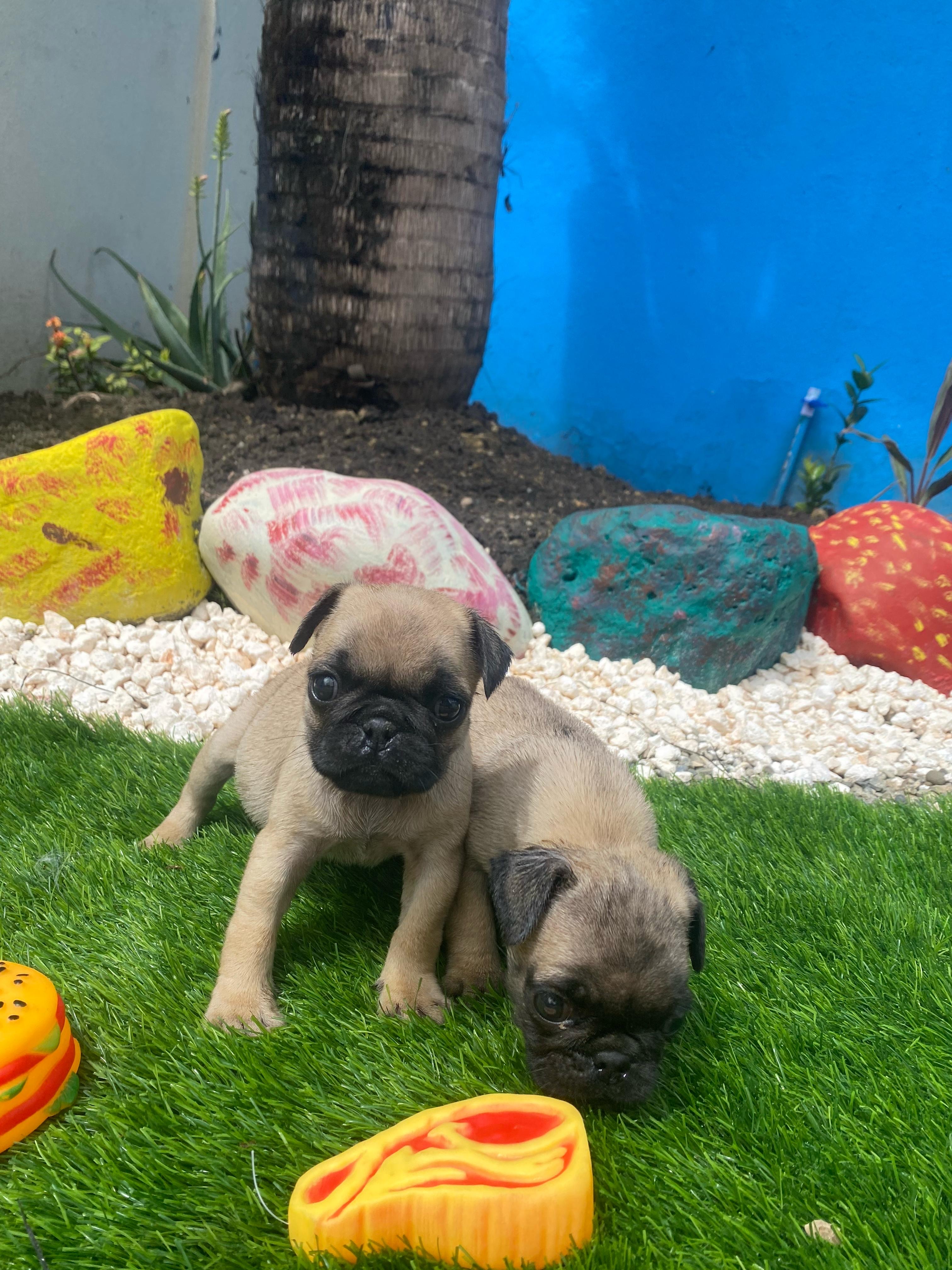 animales y mascotas - Pug 3