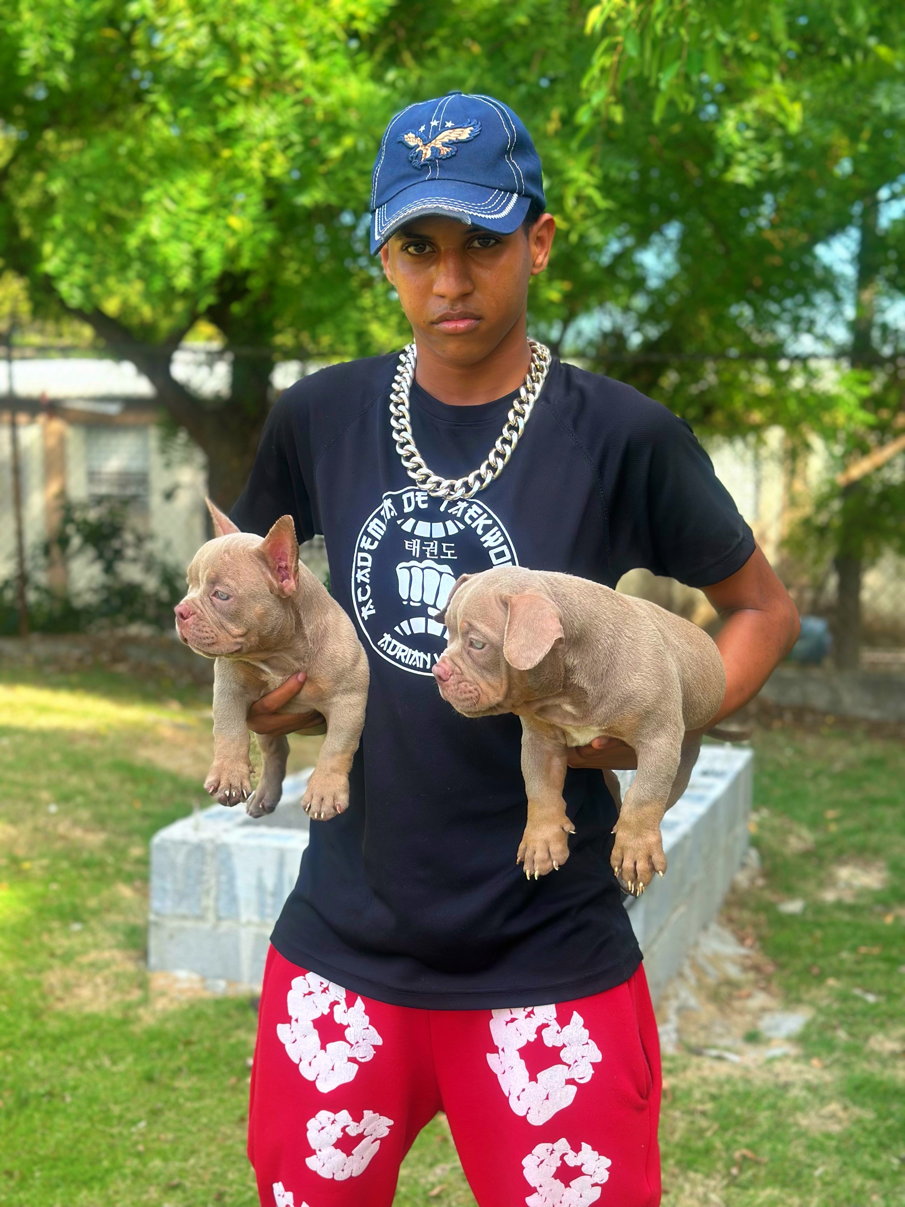 animales y mascotas - American BULLY Micro con PEDIGREE 5