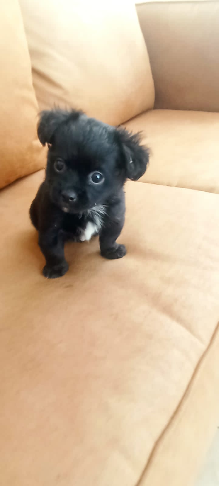 animales y mascotas -  ¡Hermosos Cachorritos Shih Tzu en Busca de un Hog 1