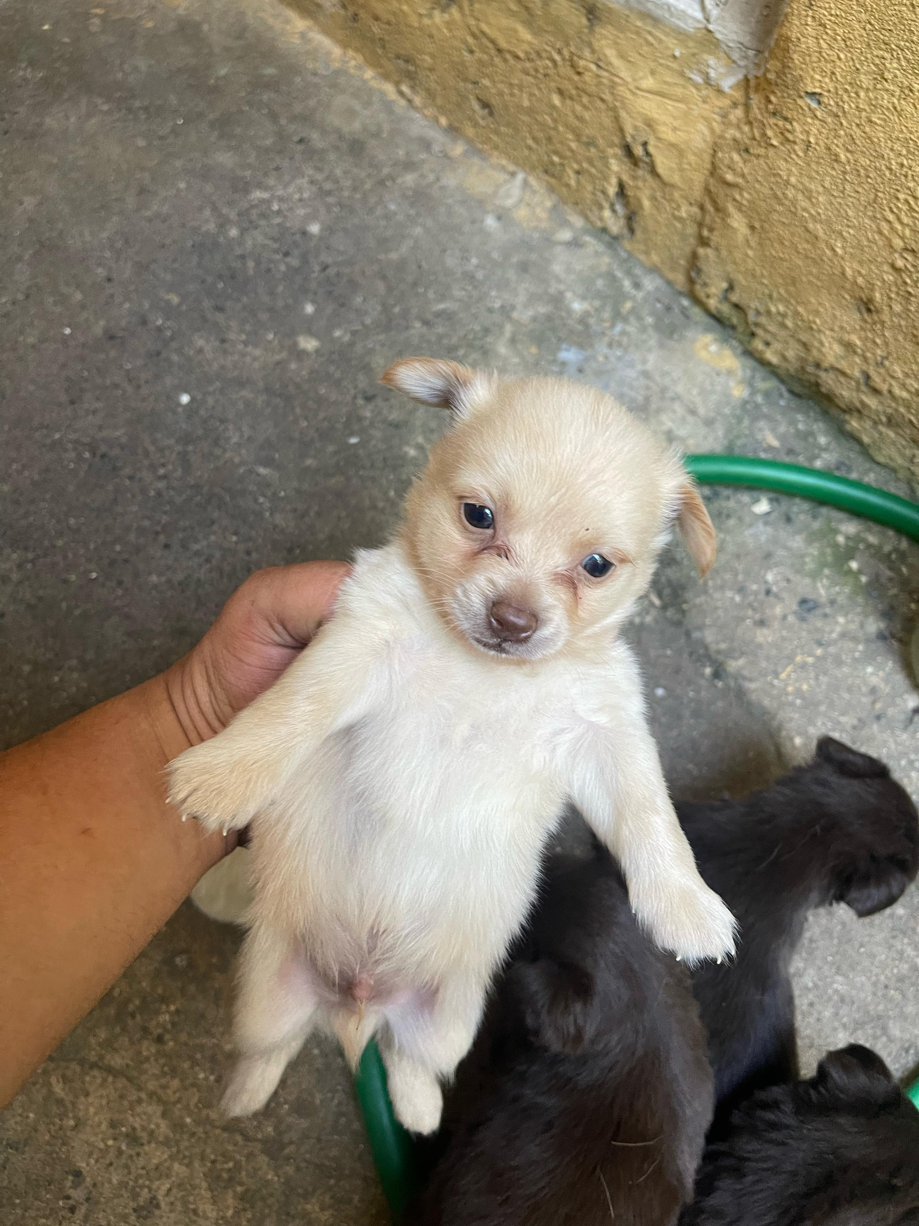 animales y mascotas - Perro Chihuahua mariposa 3