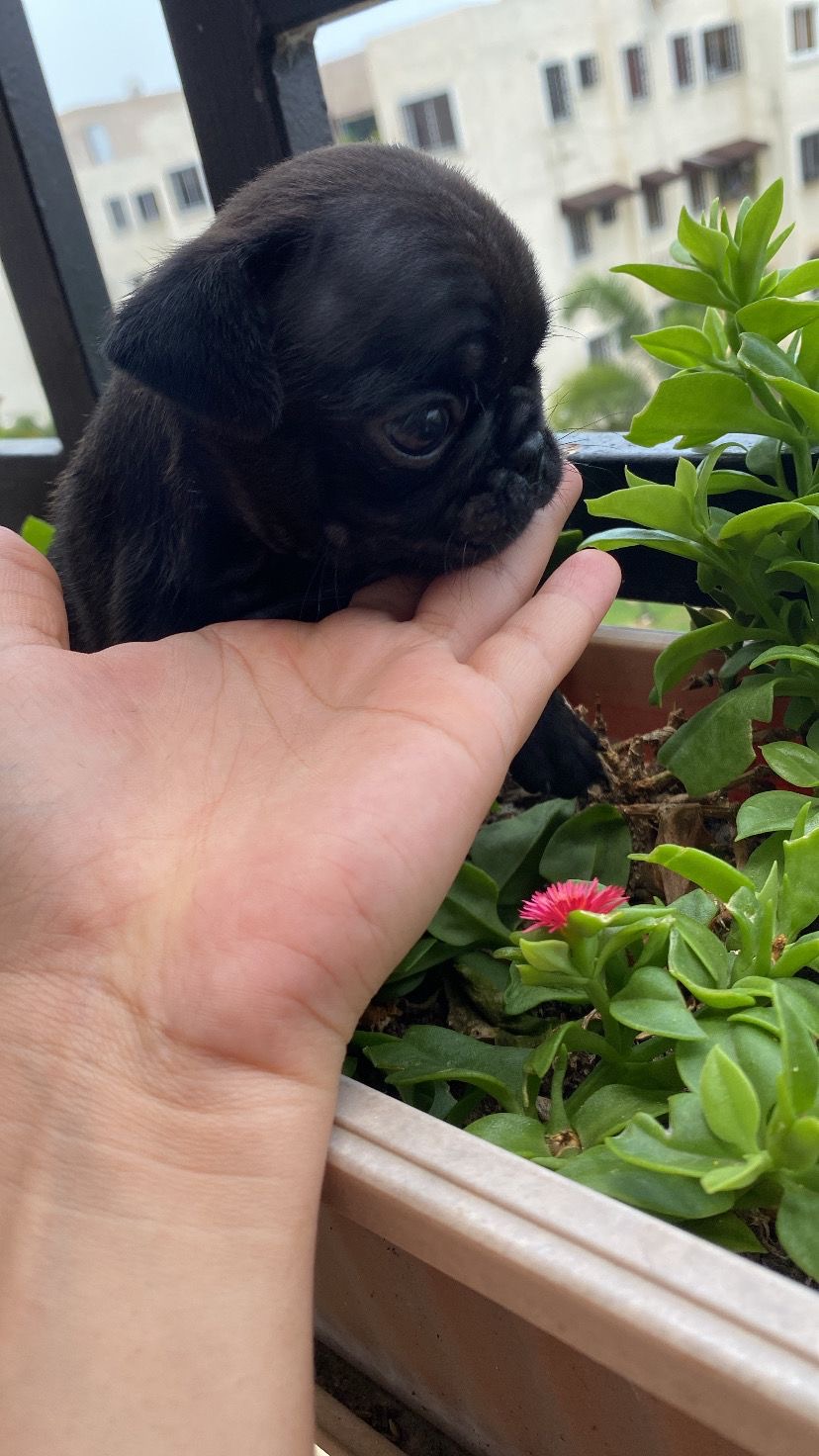animales y mascotas - Cachorros Pugs  2