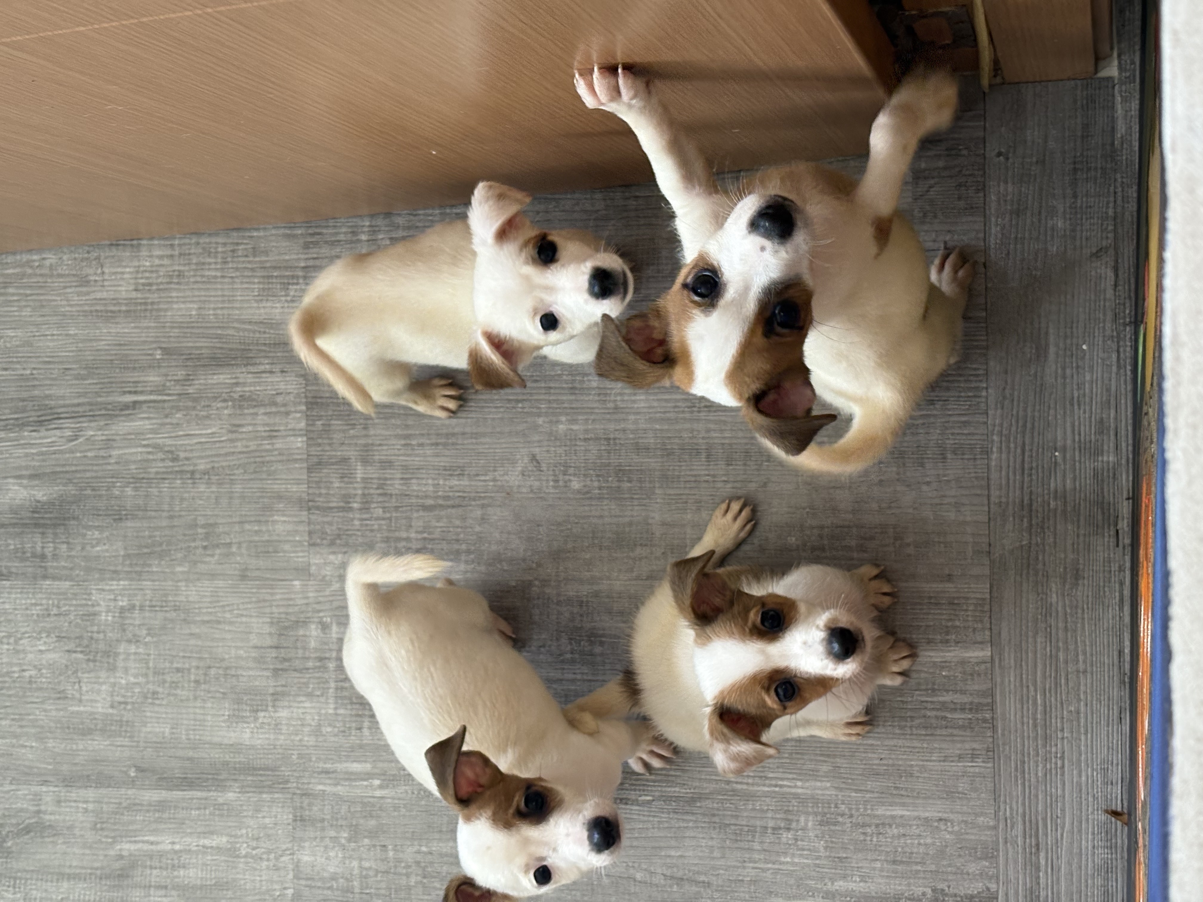 animales y mascotas - JACK RUSSELL TERRIER