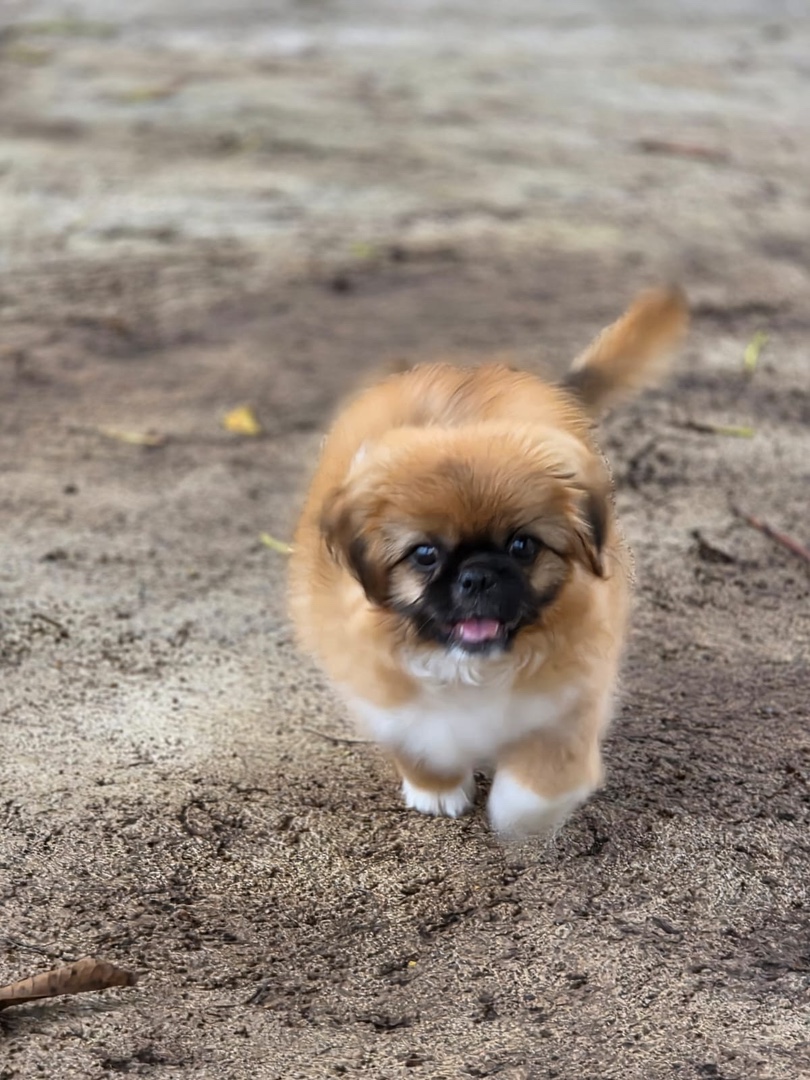 animales y mascotas - Tierno cachorro macho pekinés / pequinés en venta 8