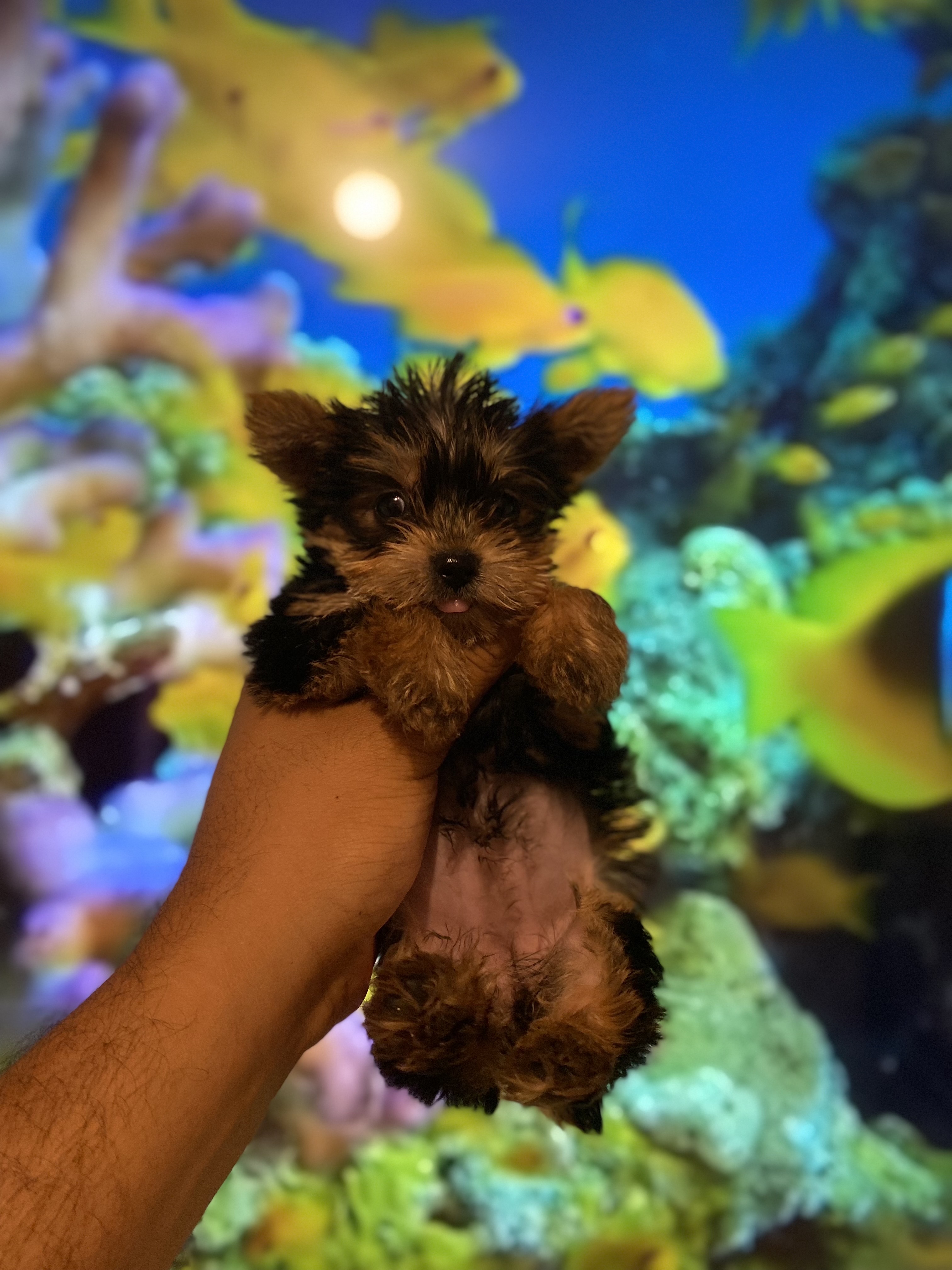 animales y mascotas - yorkie mini 3