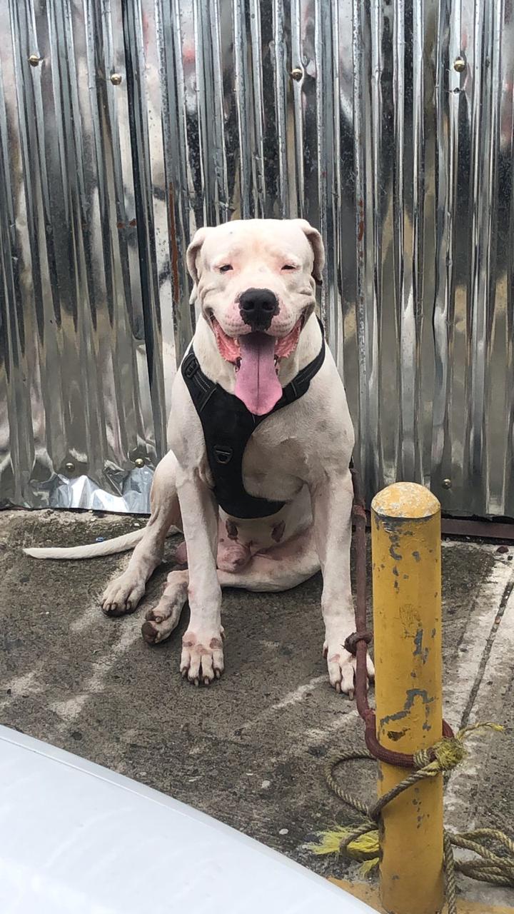 animales y mascotas - dogo argentino  2