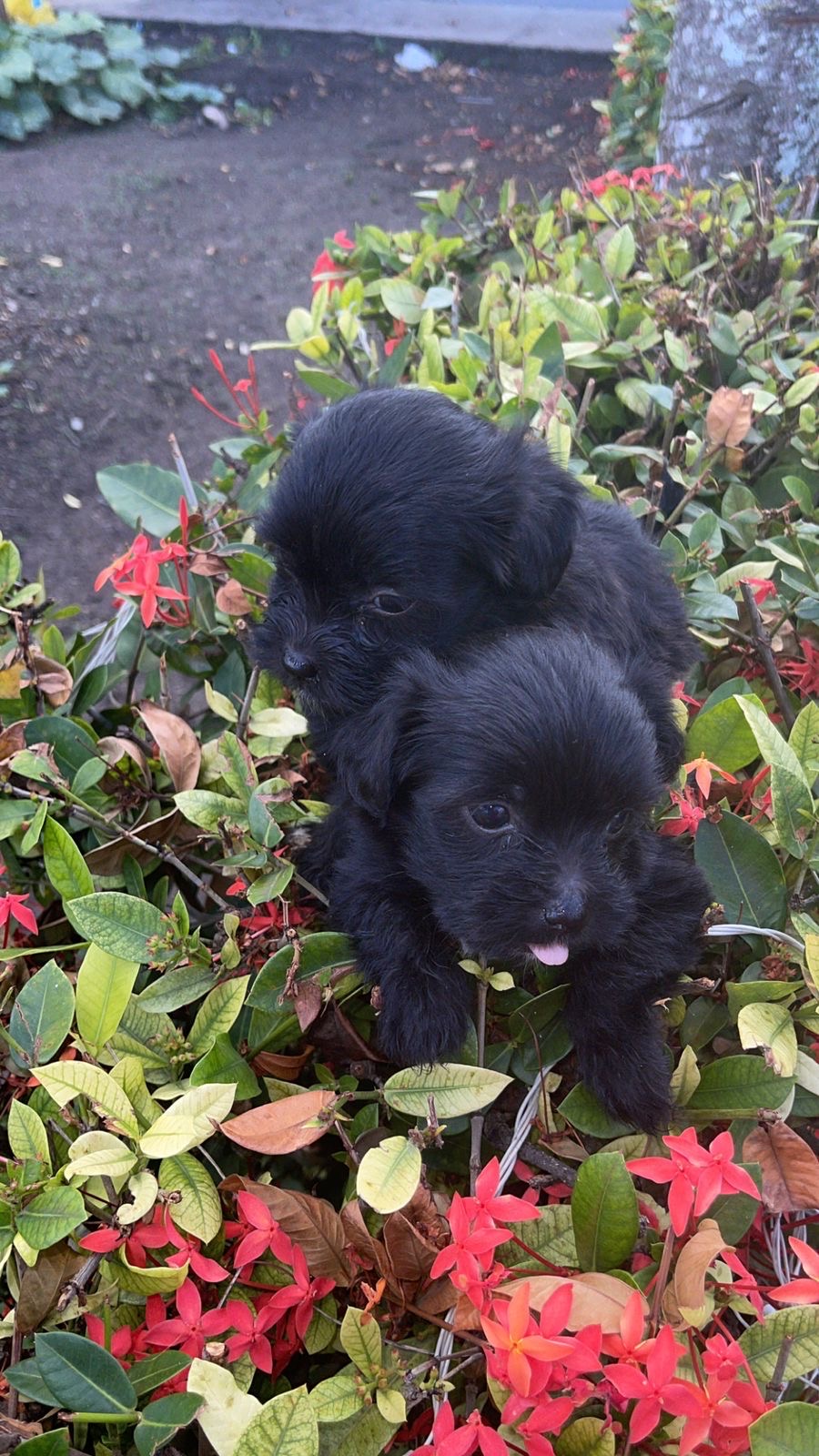animales y mascotas - cachorro shih poo
