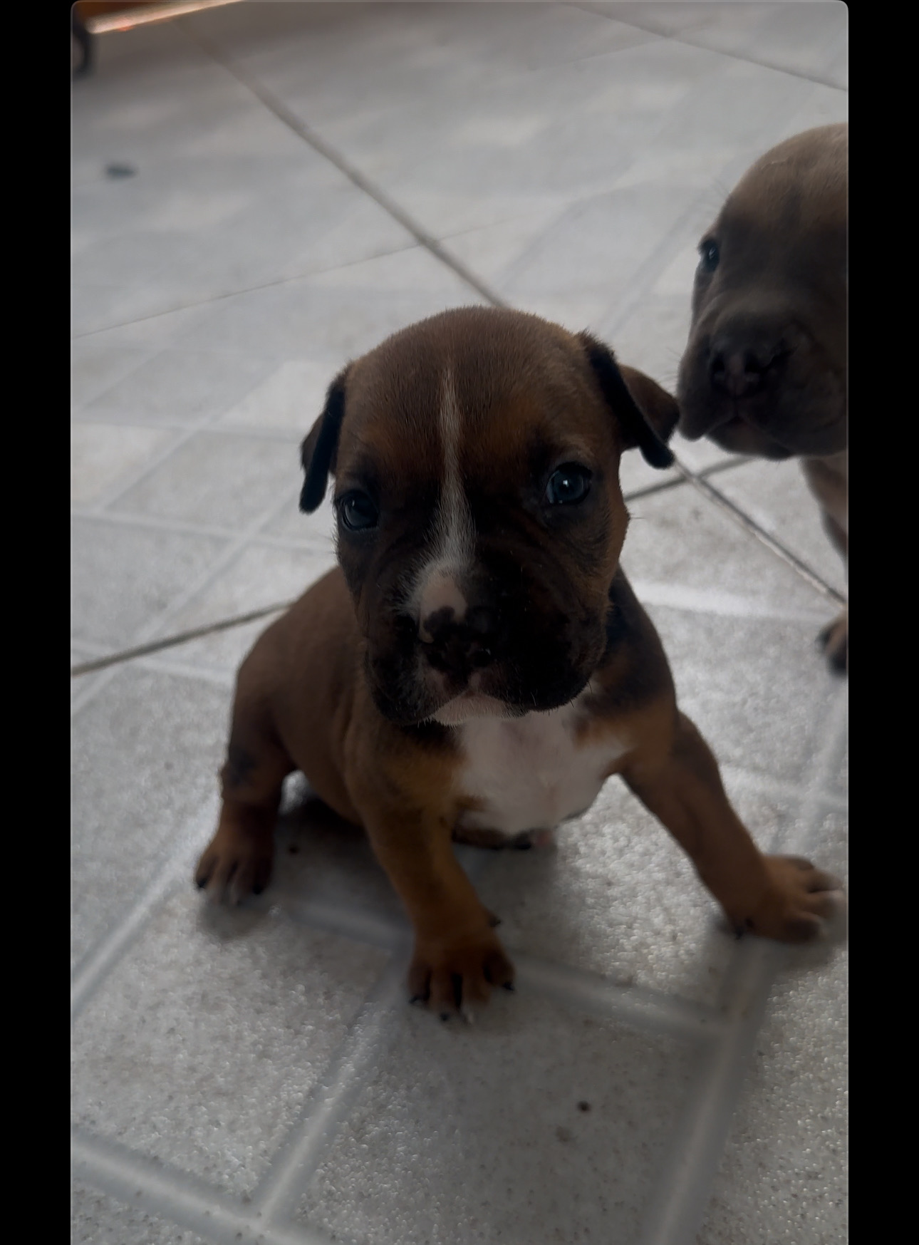 animales y mascotas - pitbull american con blue 6