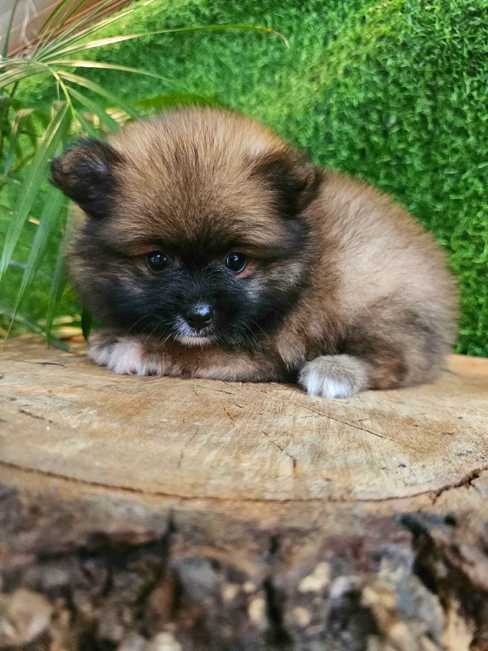 animales y mascotas - pomerania super peludito y pequeñito 100% 0