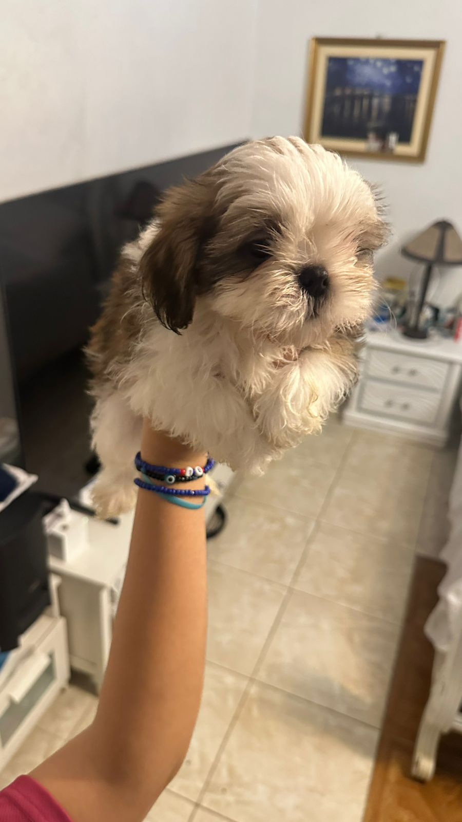 animales y mascotas - VENDO PERROS SHIHTZU 2 VARONES  VACUNADOS  3