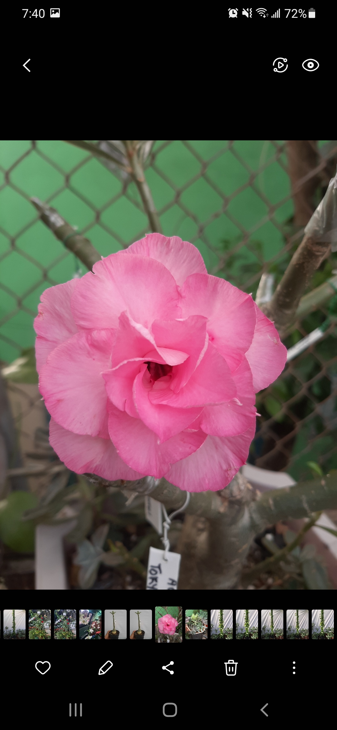 herramientas, jardines y exterior - Rosas del desierto multipetalos disponibles