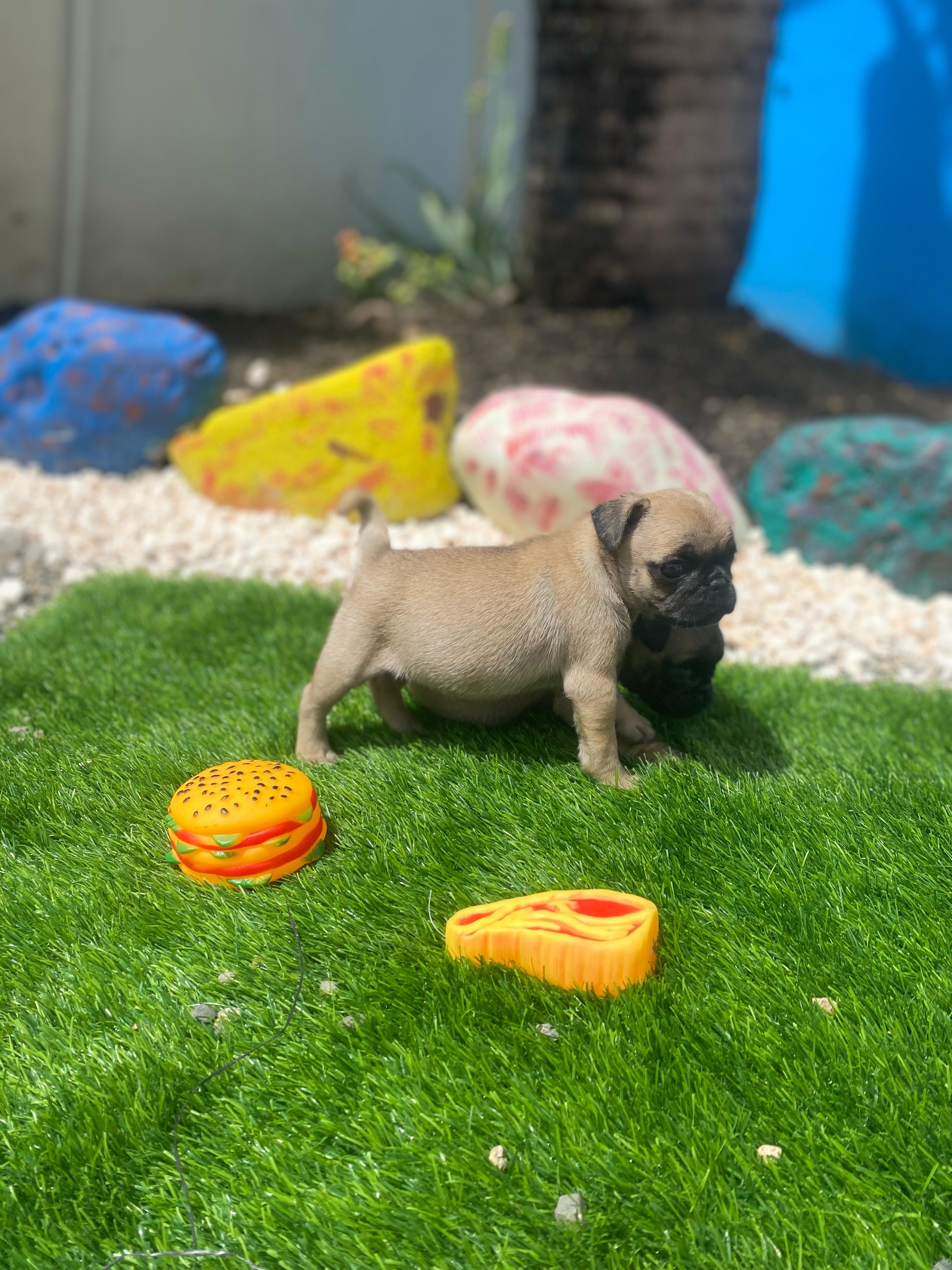animales y mascotas - Pug 4