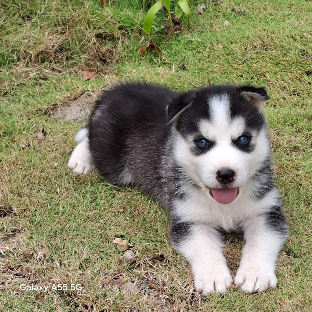 animales y mascotas - Husky siberiano hembras y machos. Huski, dog, pet, mascotas, perro, cachorro