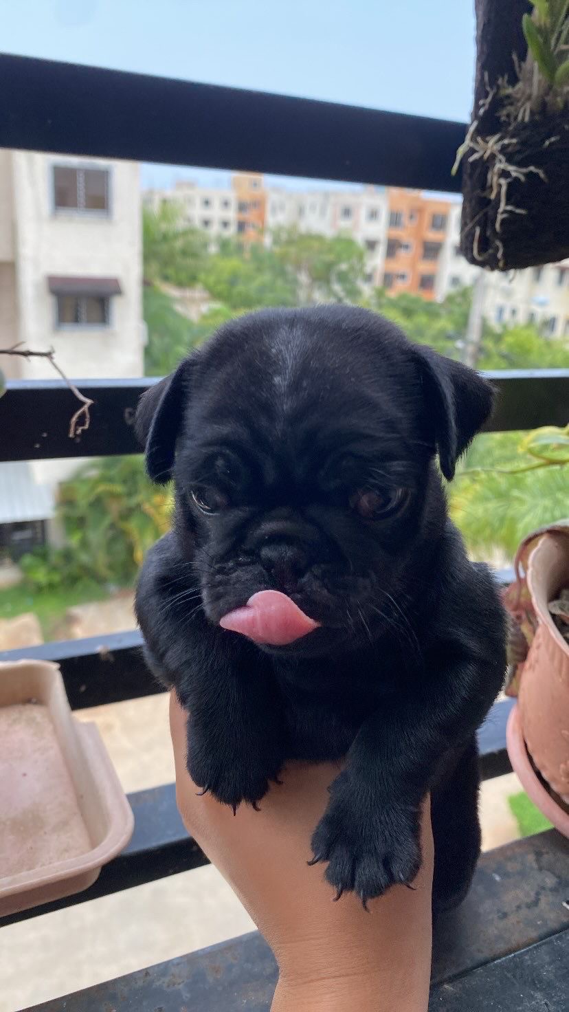animales y mascotas - Cachorros Pugs  3
