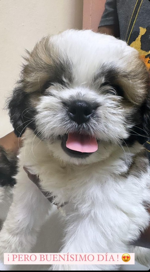 animales y mascotas - Perritos shitzu hembra y machos en oferta  3