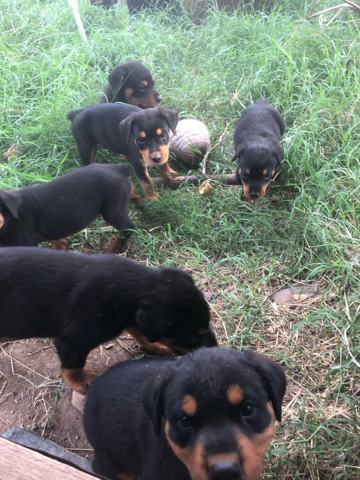 animales y mascotas - Cachorros Rottweiler  0