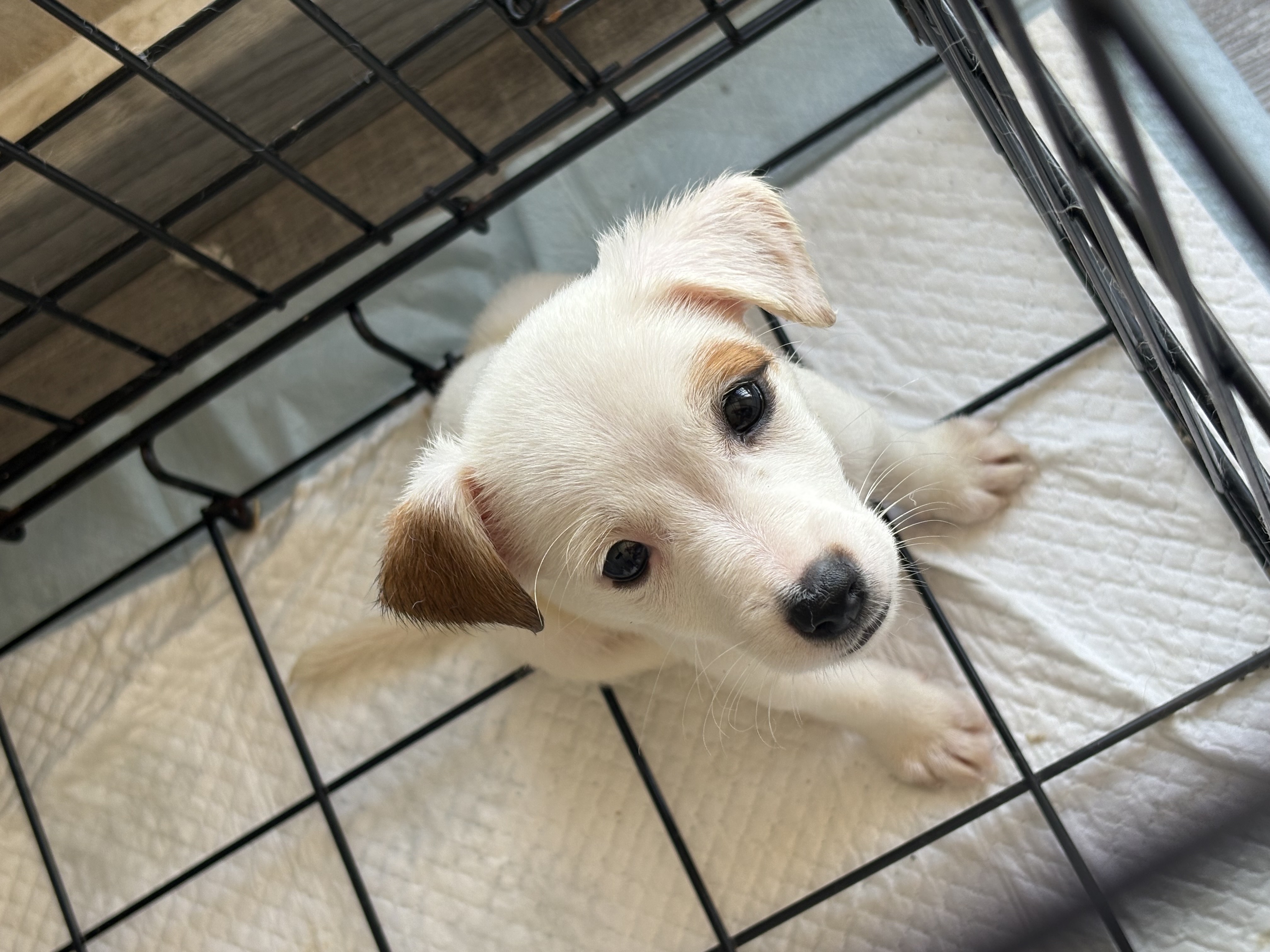 animales y mascotas - JACK RUSSELL TERRIER 1
