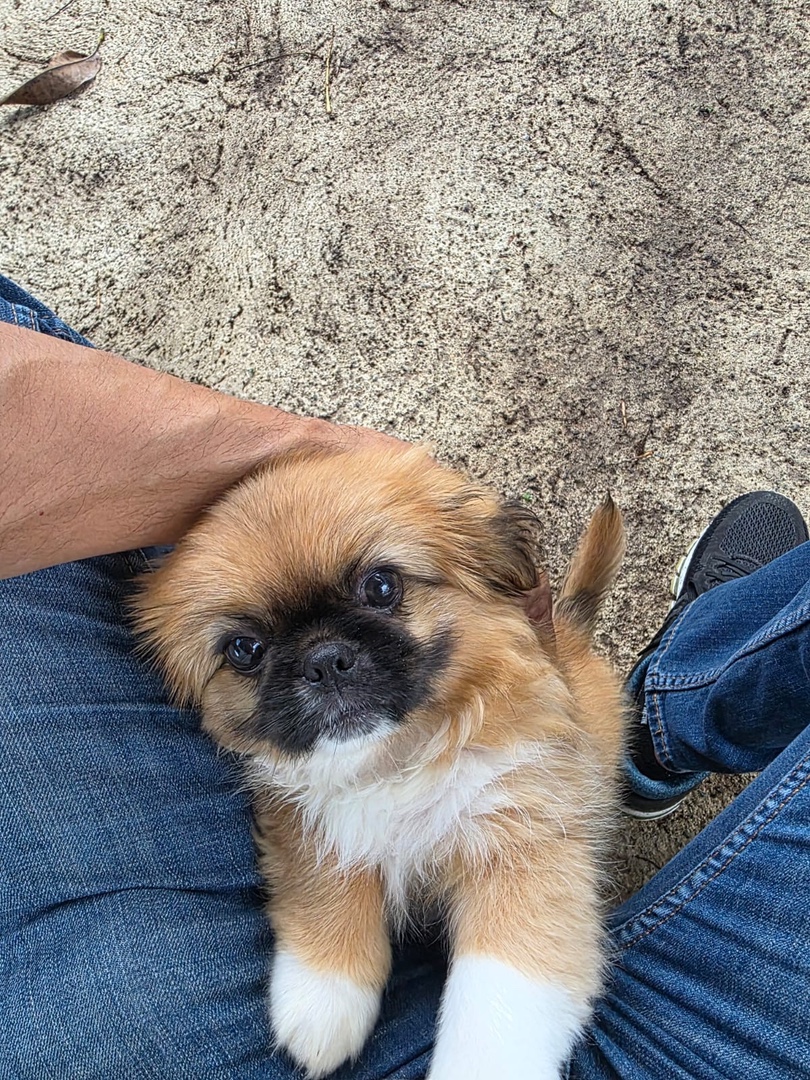 animales y mascotas - Tierno cachorro macho pekinés / pequinés en venta 9