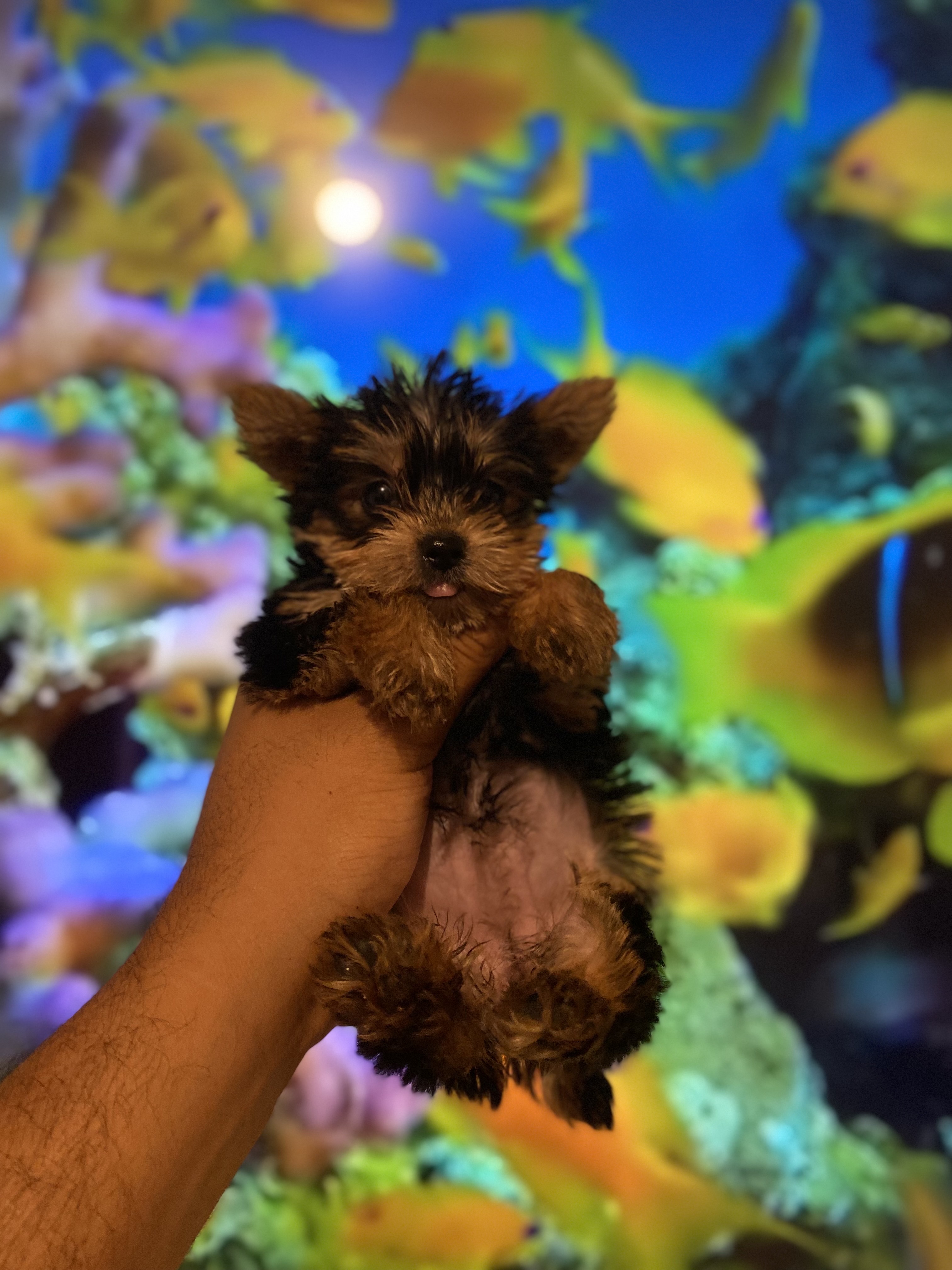 animales y mascotas - yorkie mini 4