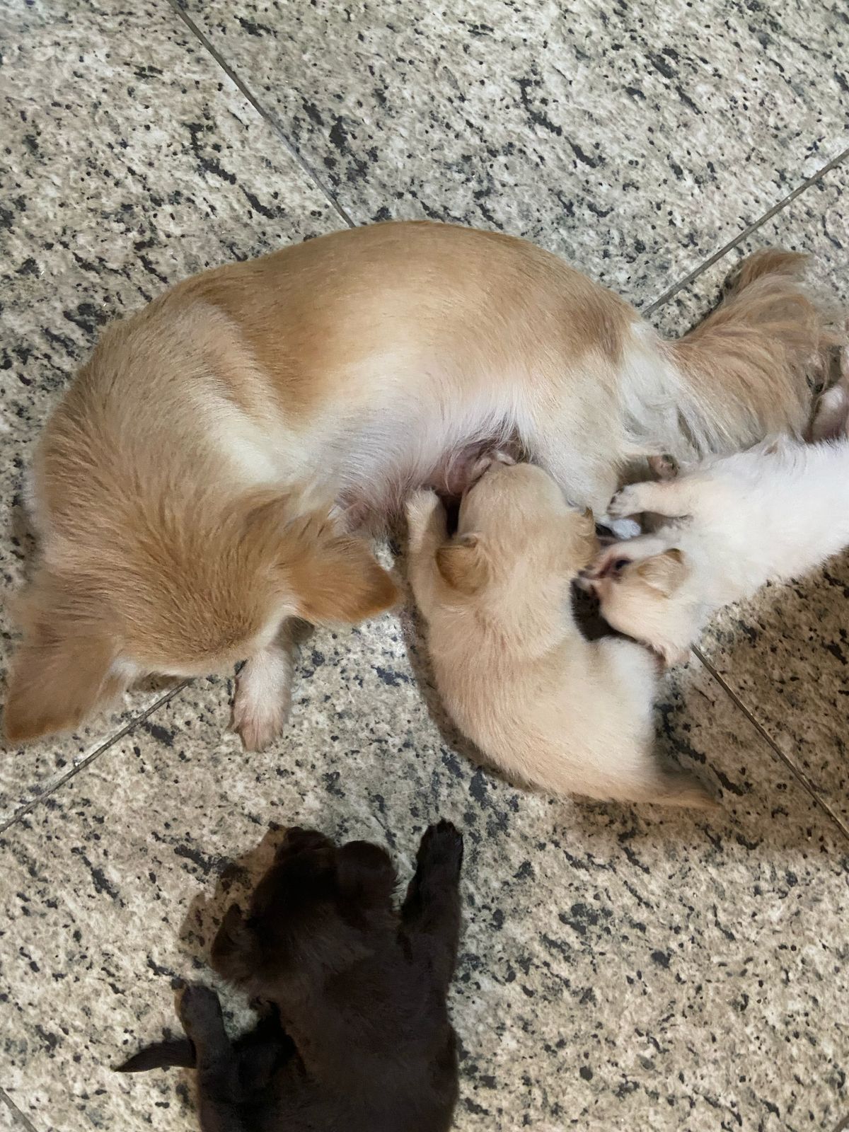animales y mascotas - Perro Chihuahua mariposa 0