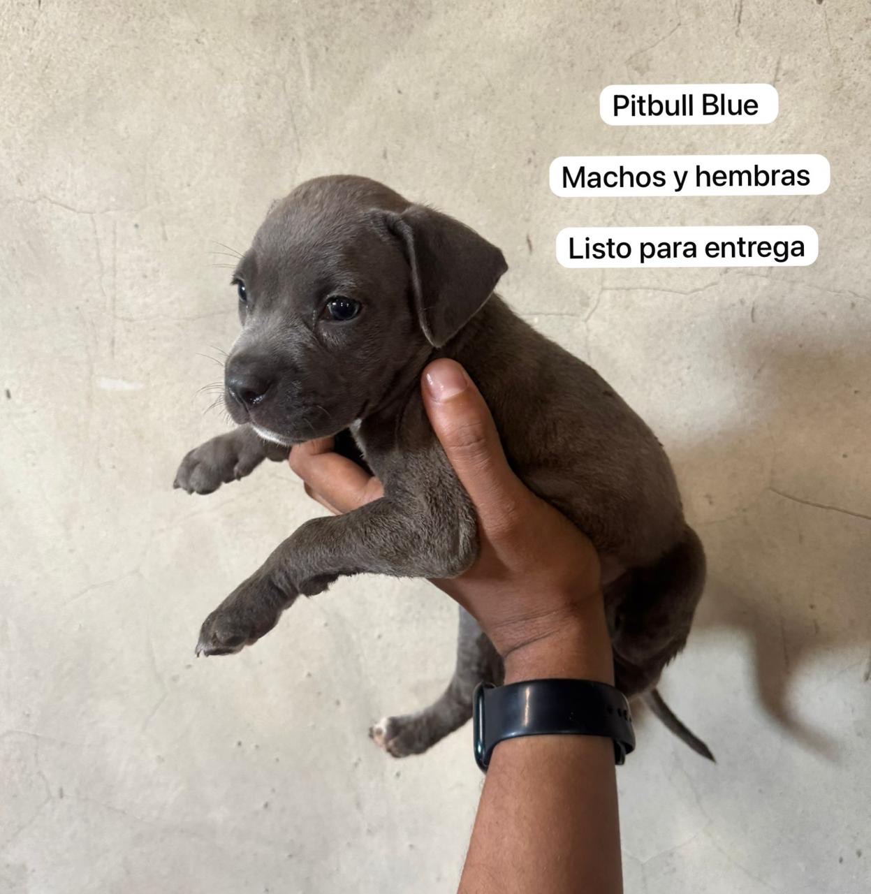 animales y mascotas - pitbull Blue machos y hembras  0