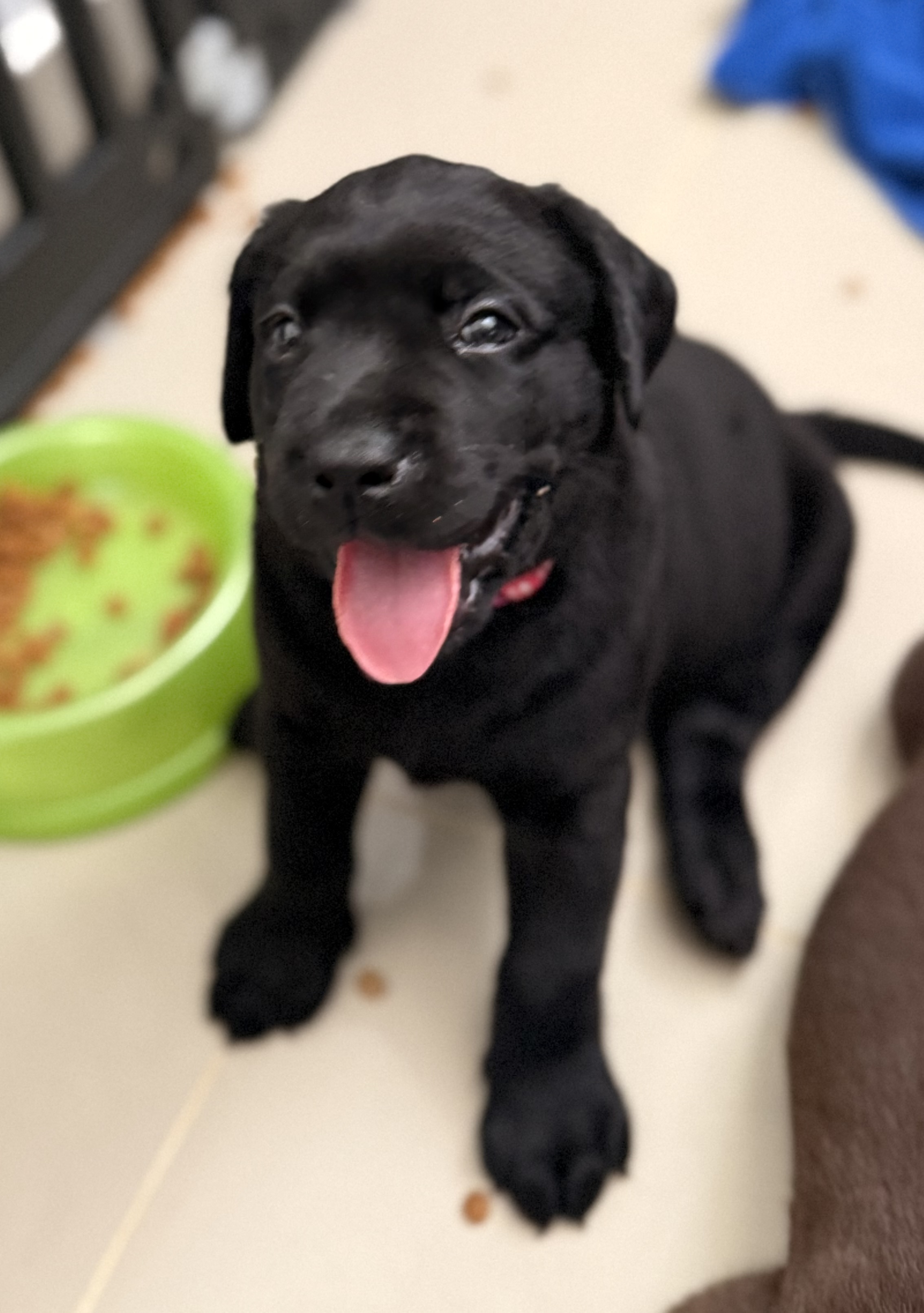 animales y mascotas - Cachorros Labrador  0