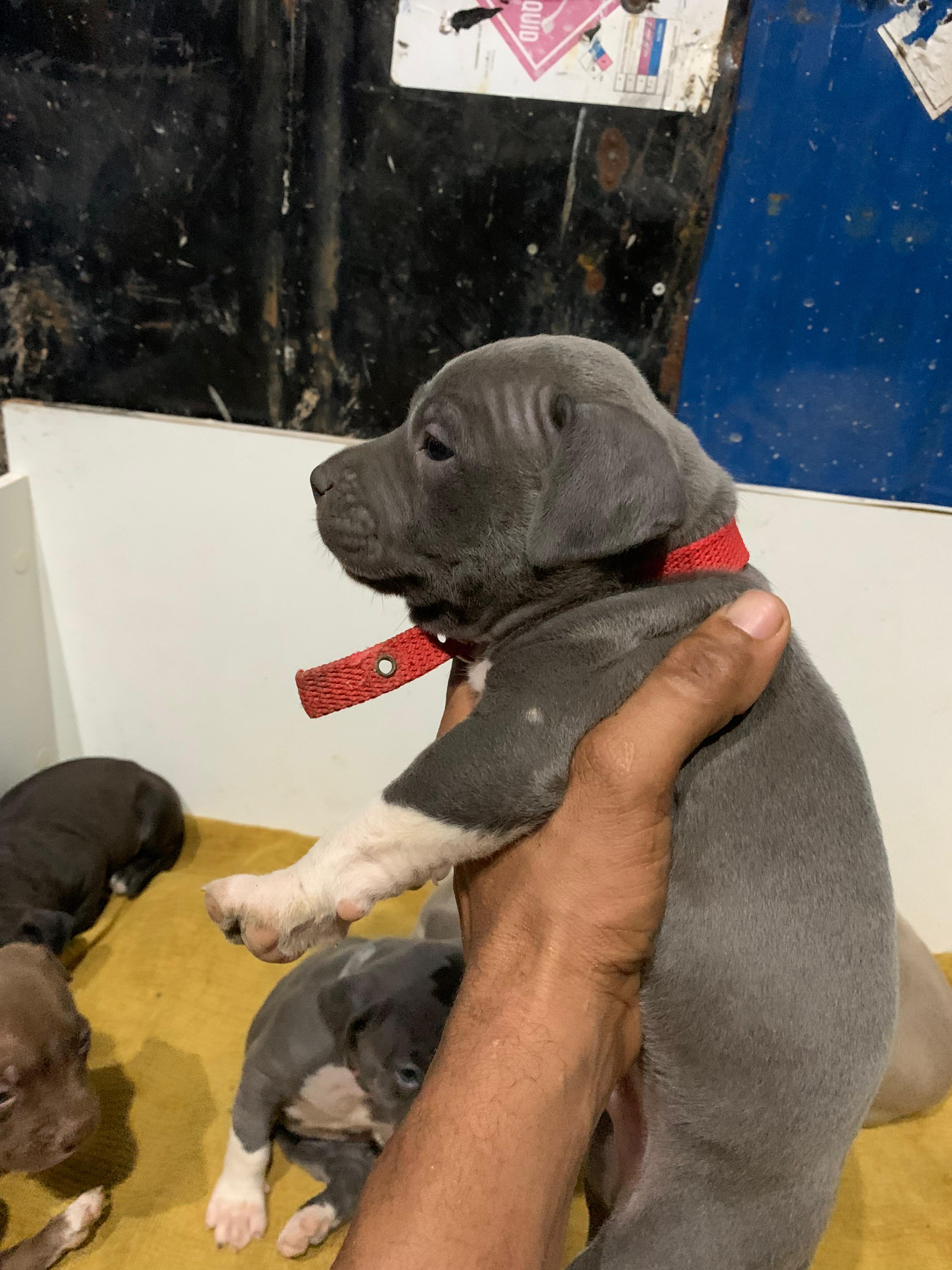 animales y mascotas - Pitbull