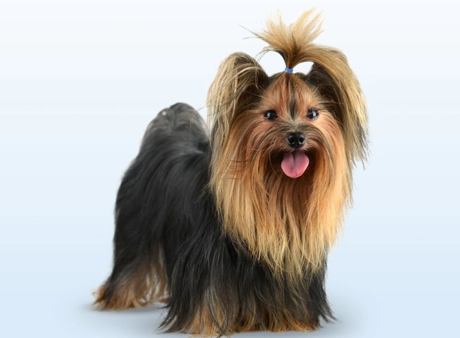 animales y mascotas - cachorros de YORKIES TERRIER PUROS  3