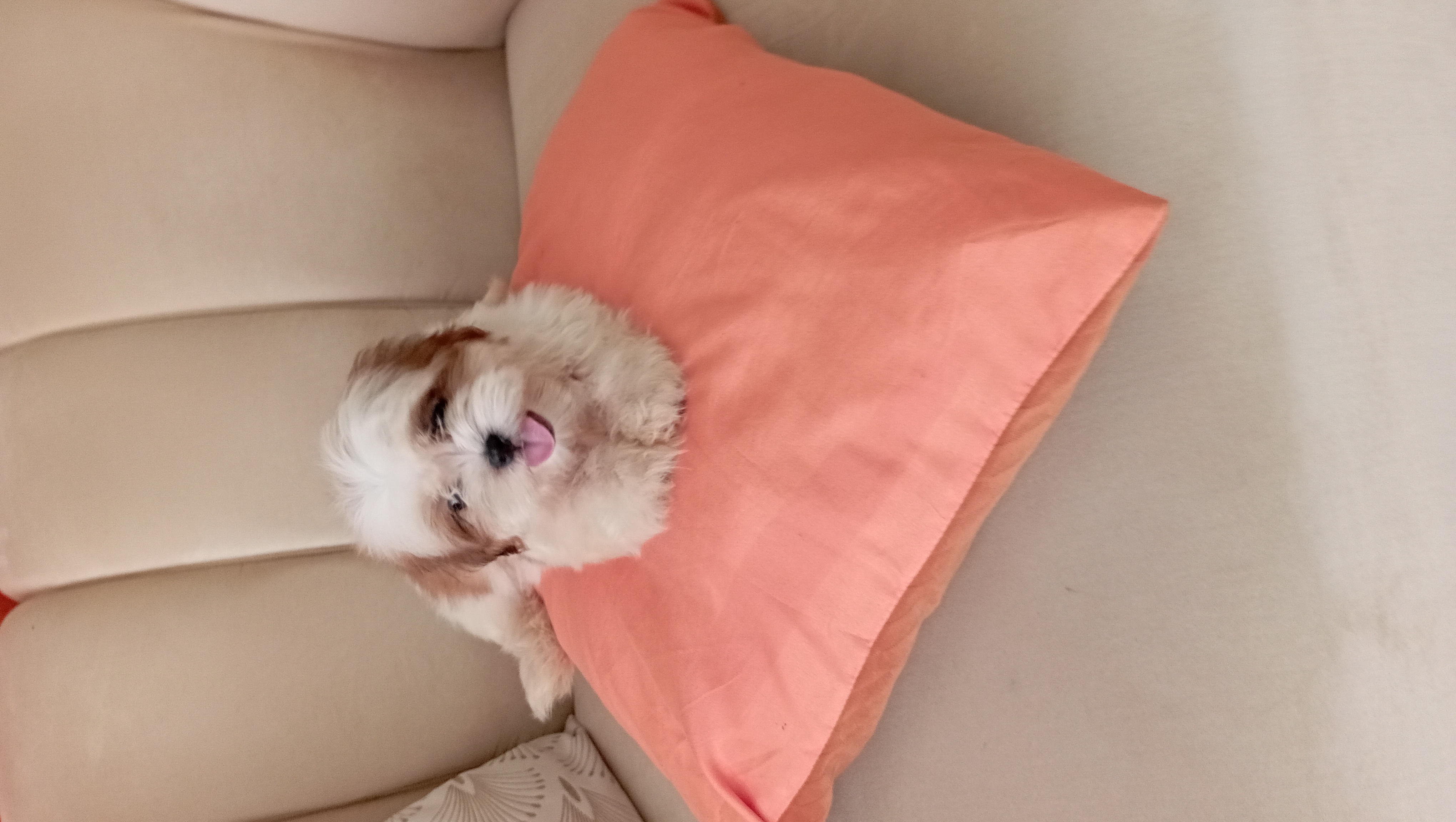 animales y mascotas - shipoo macho disponible 