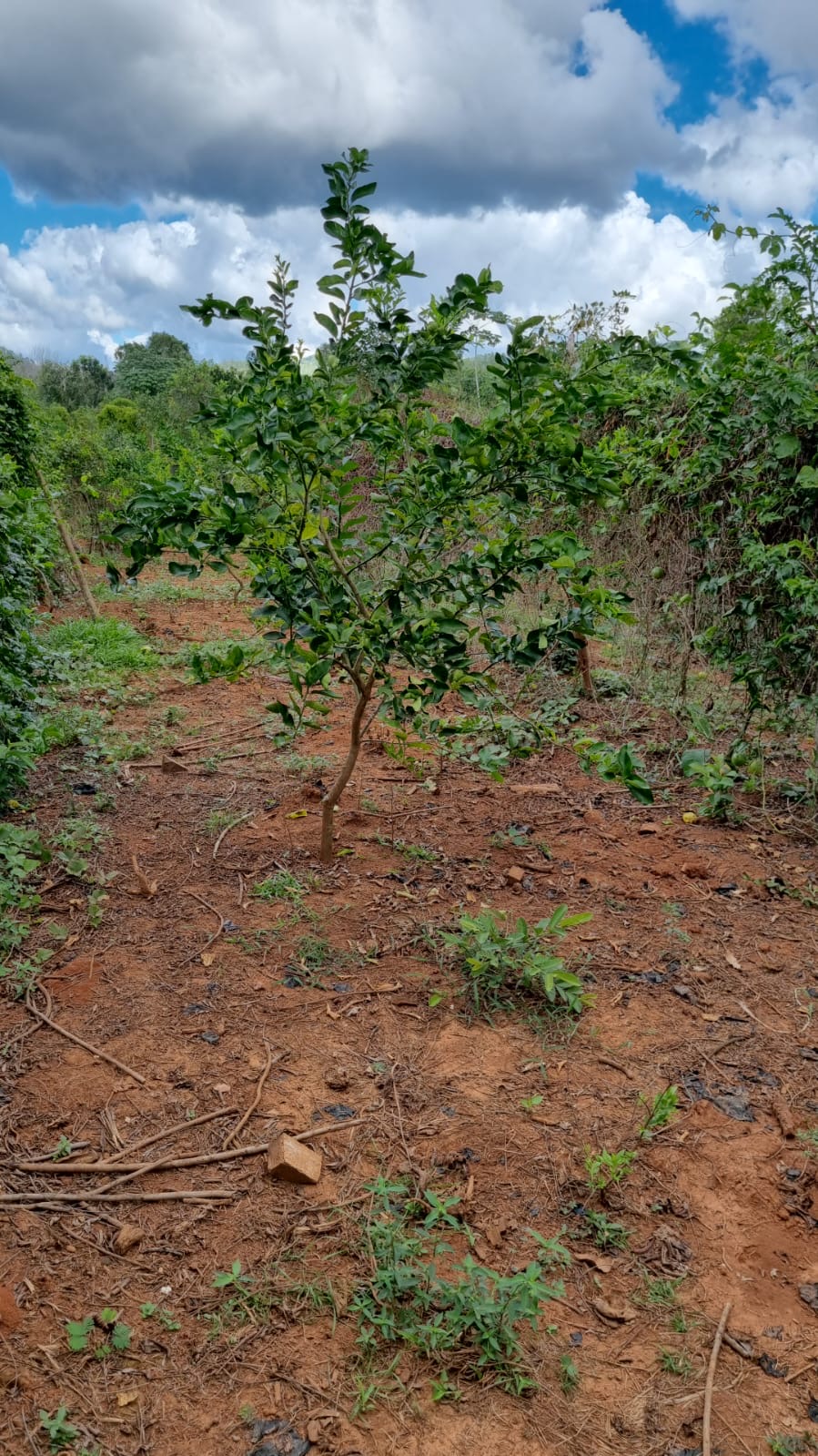 solares y terrenos - VENDO 1 FINCA EN “DON JUAN” PROVINCIA MONTE PLATA 2