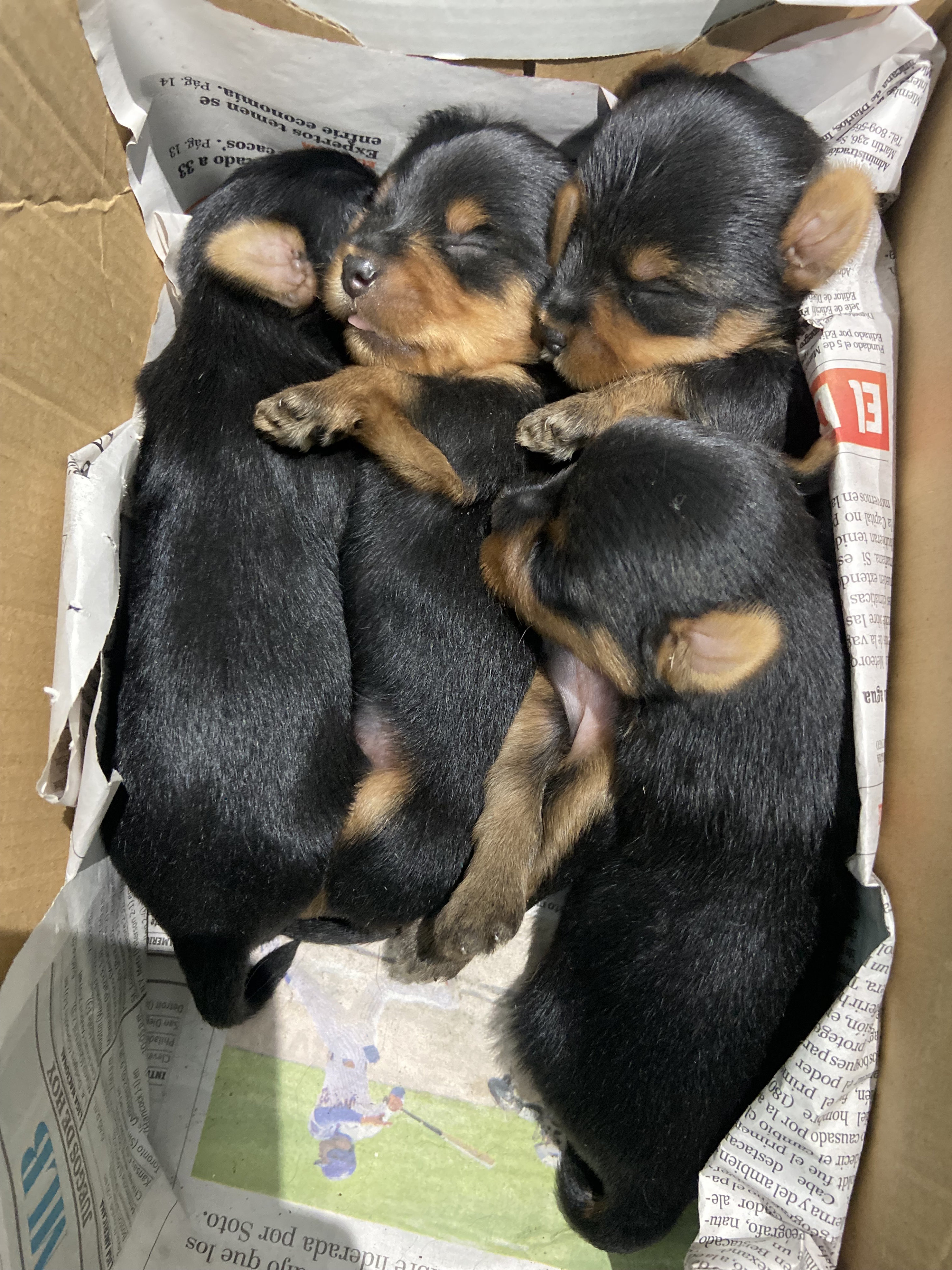 animales y mascotas - Yorkie  2