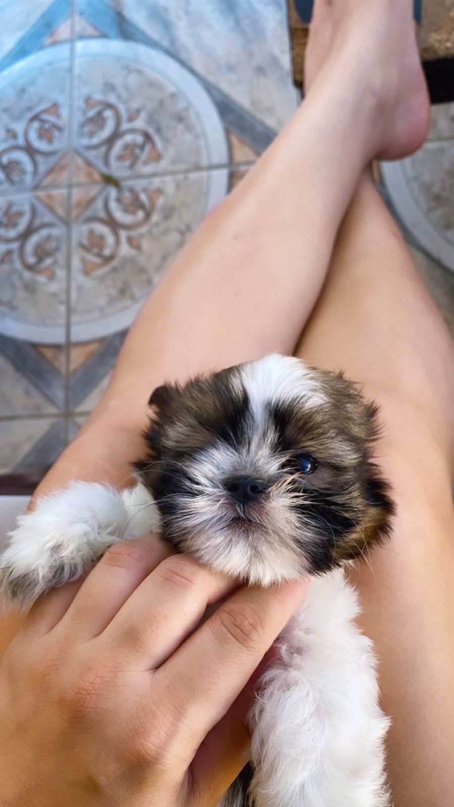 animales y mascotas - Cachorro shih tzu macho  2