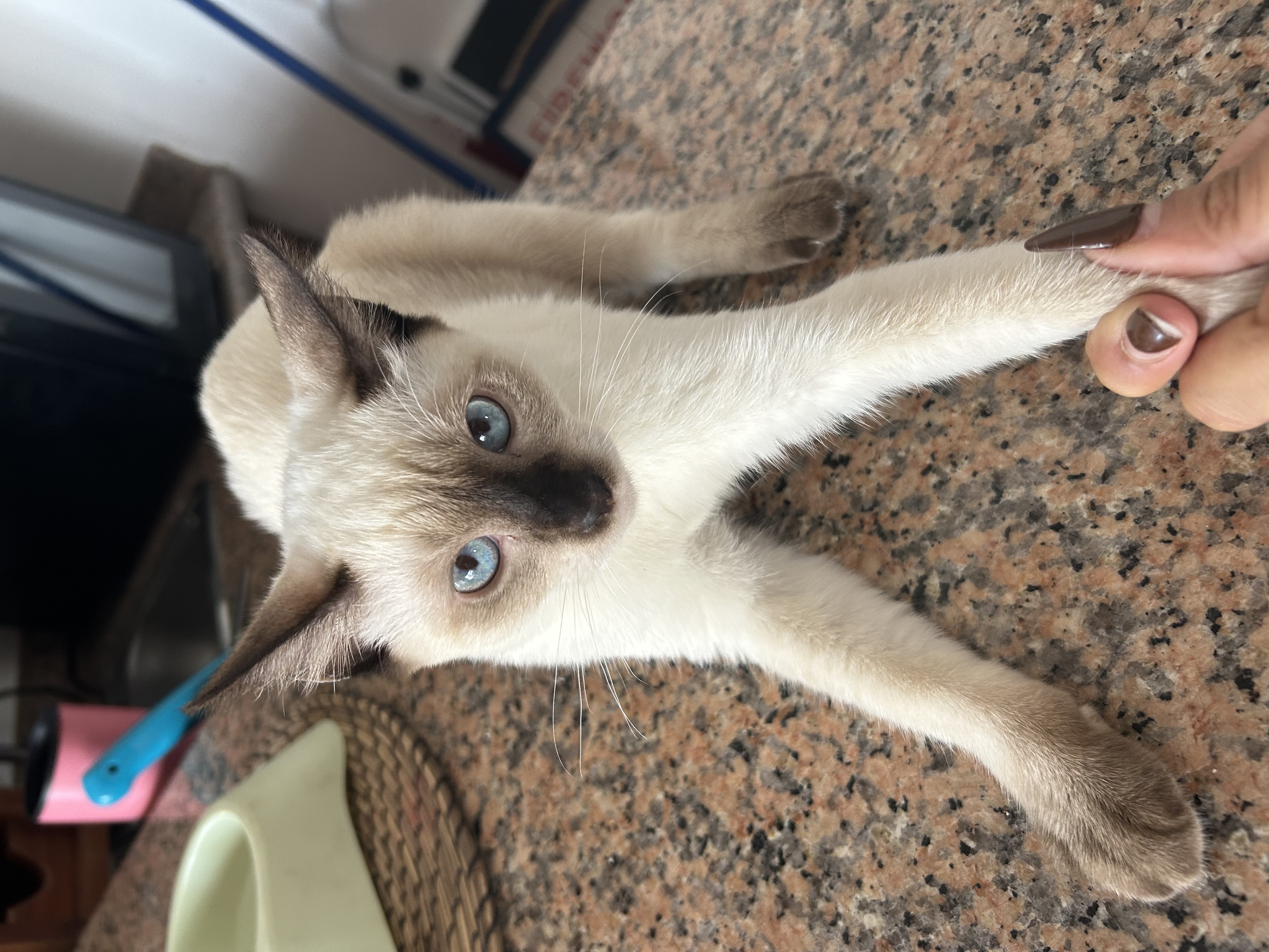 animales y mascotas - Vendo Siameses 2