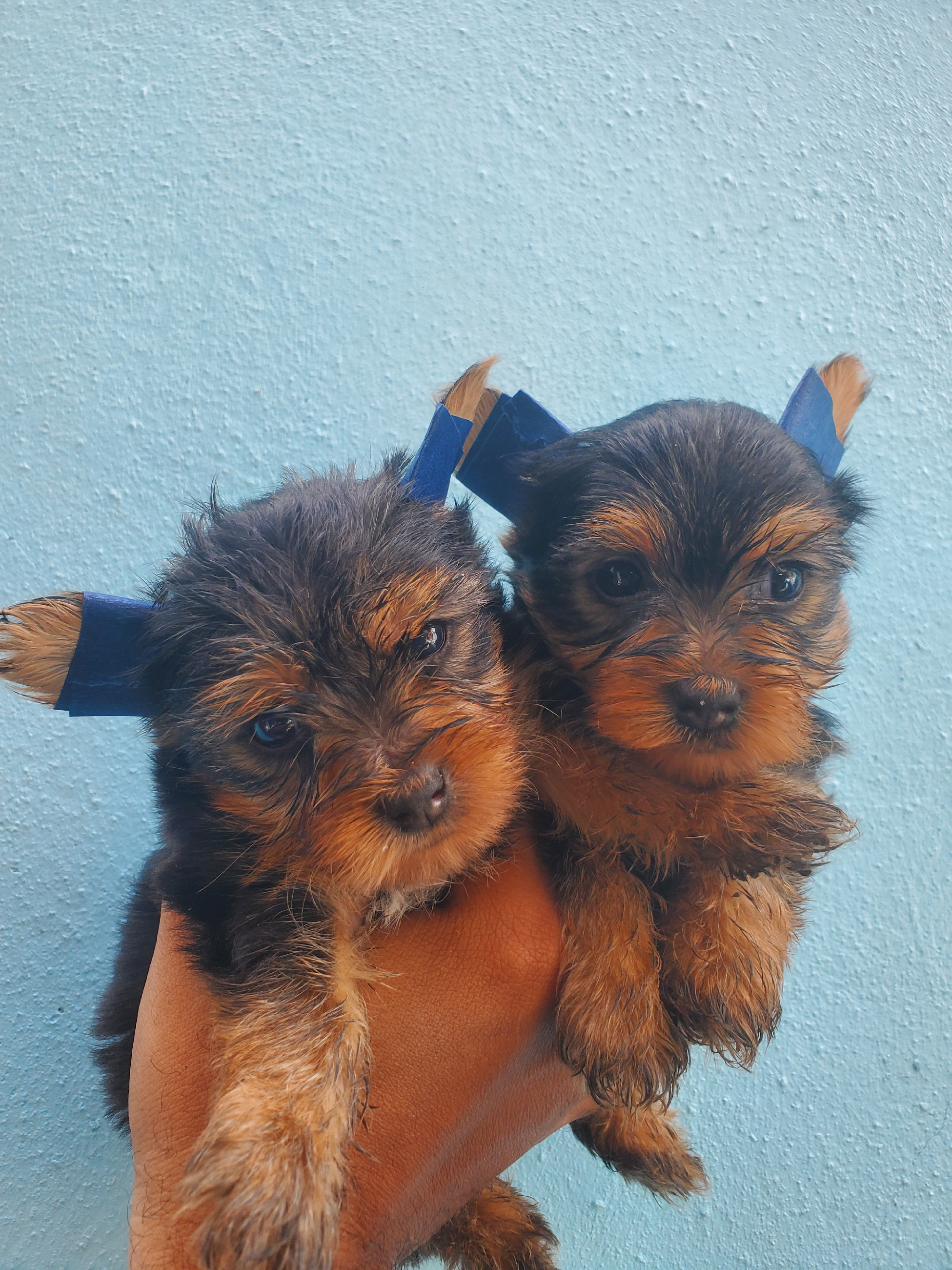 animales y mascotas - yorkie macho disponible todo al día  2