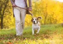 empleos disponibles - Buscamos Paseador Canino  0