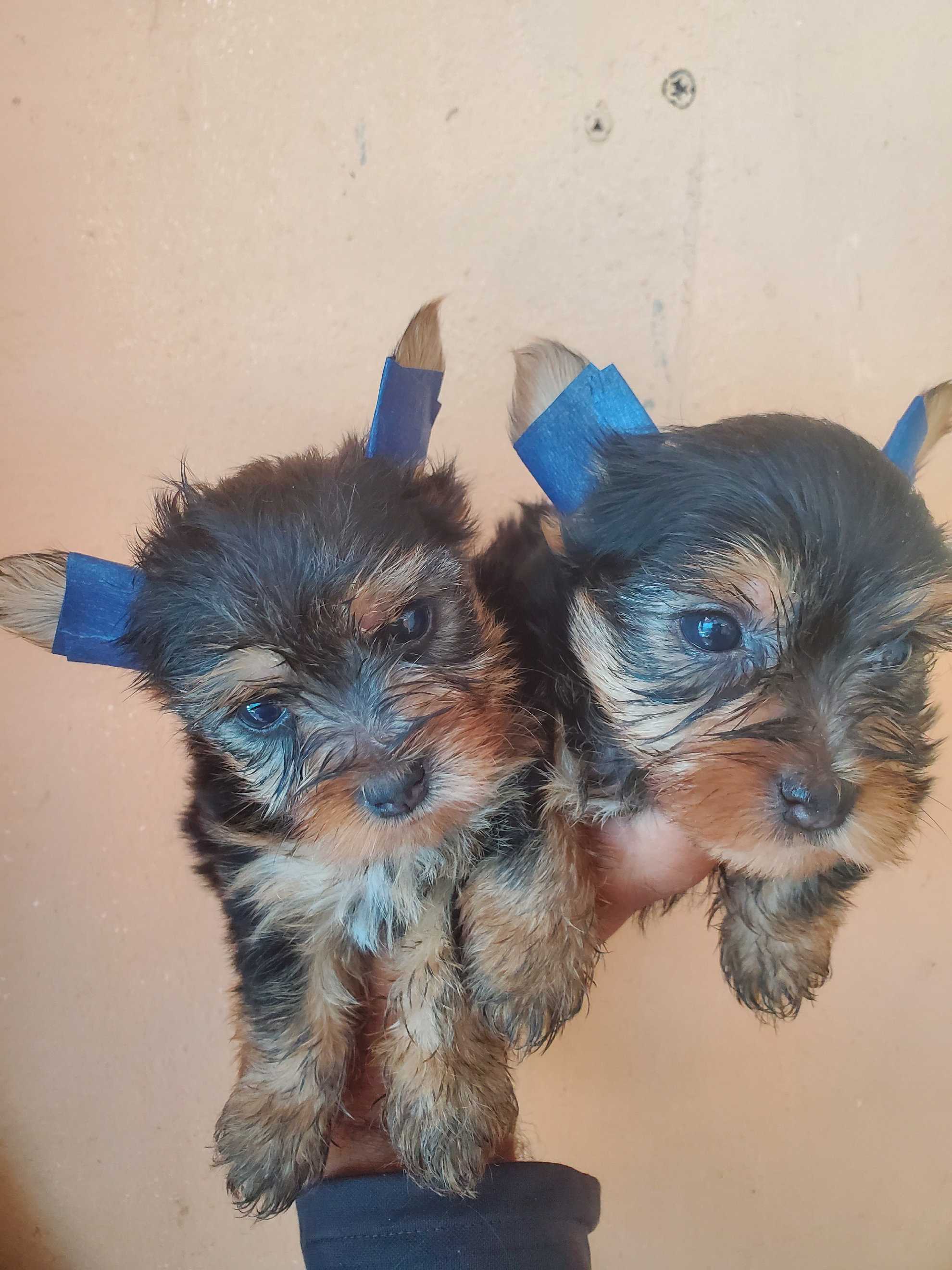 animales y mascotas - yorkie macho disponible todo al día  3