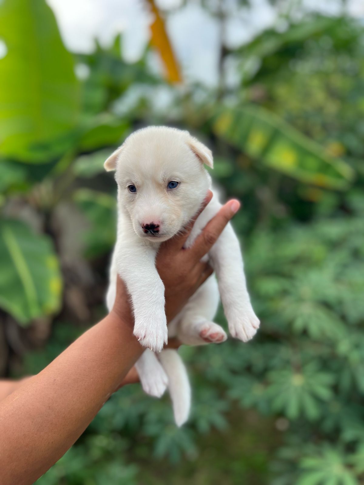 animales y mascotas - Cachorros kushye siveriano en venta  6