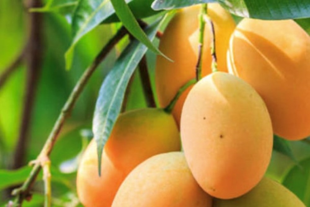 solares y terrenos - Venta de finca de mango en Baní por debajo del pre 1