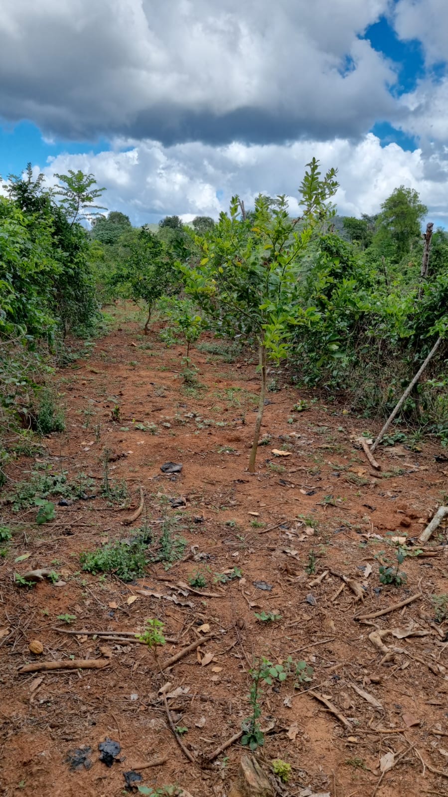 solares y terrenos - VENDO 1 FINCA EN “DON JUAN” PROVINCIA MONTE PLATA 4