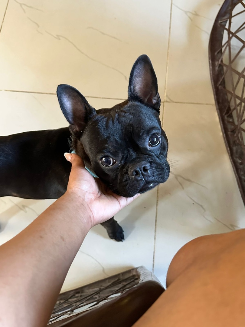 animales y mascotas - Se vende bulldog francés con un año de edad vacuna 4