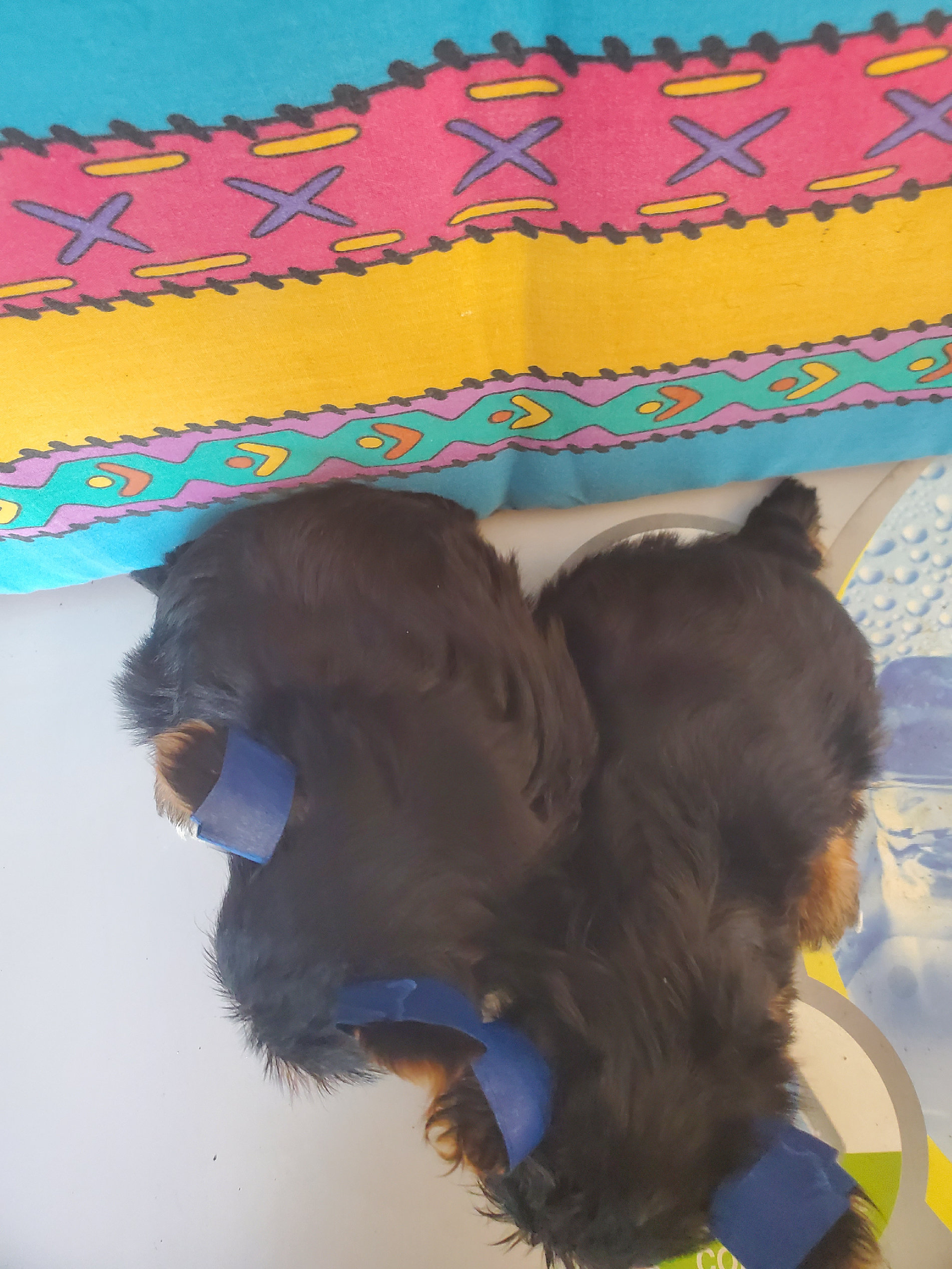 animales y mascotas - yorkie macho disponible todo al día  4
