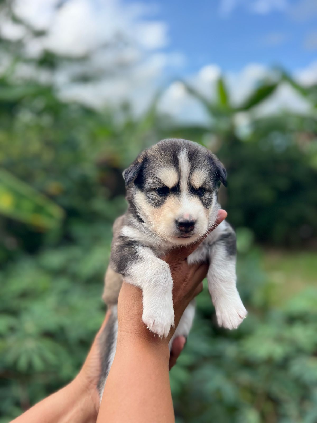 animales y mascotas - Cachorros kushye siveriano en venta  7
