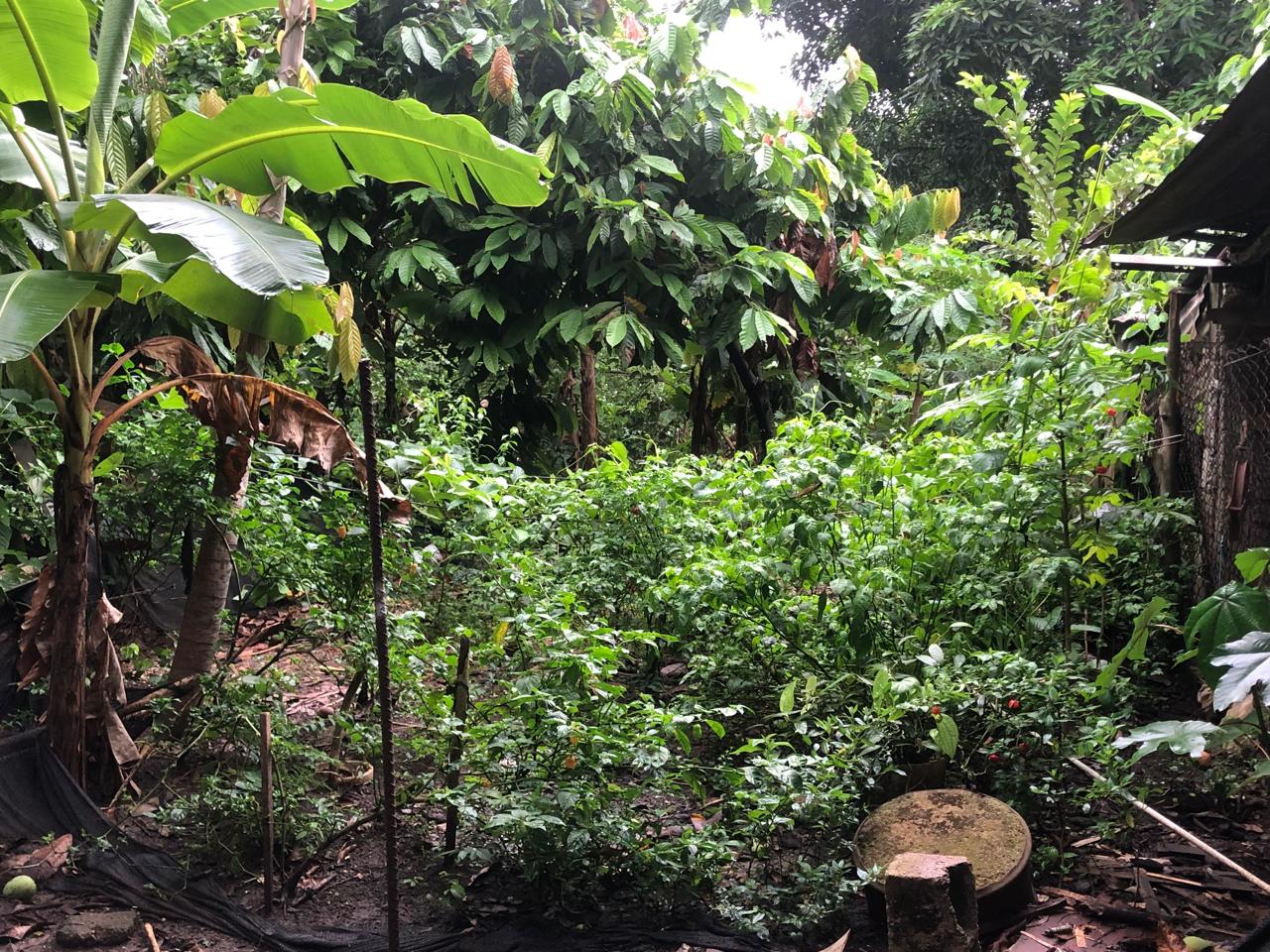 solares y terrenos - VENTA DE FINCA EN HATO NUEVO, PEDRO BRAND  2