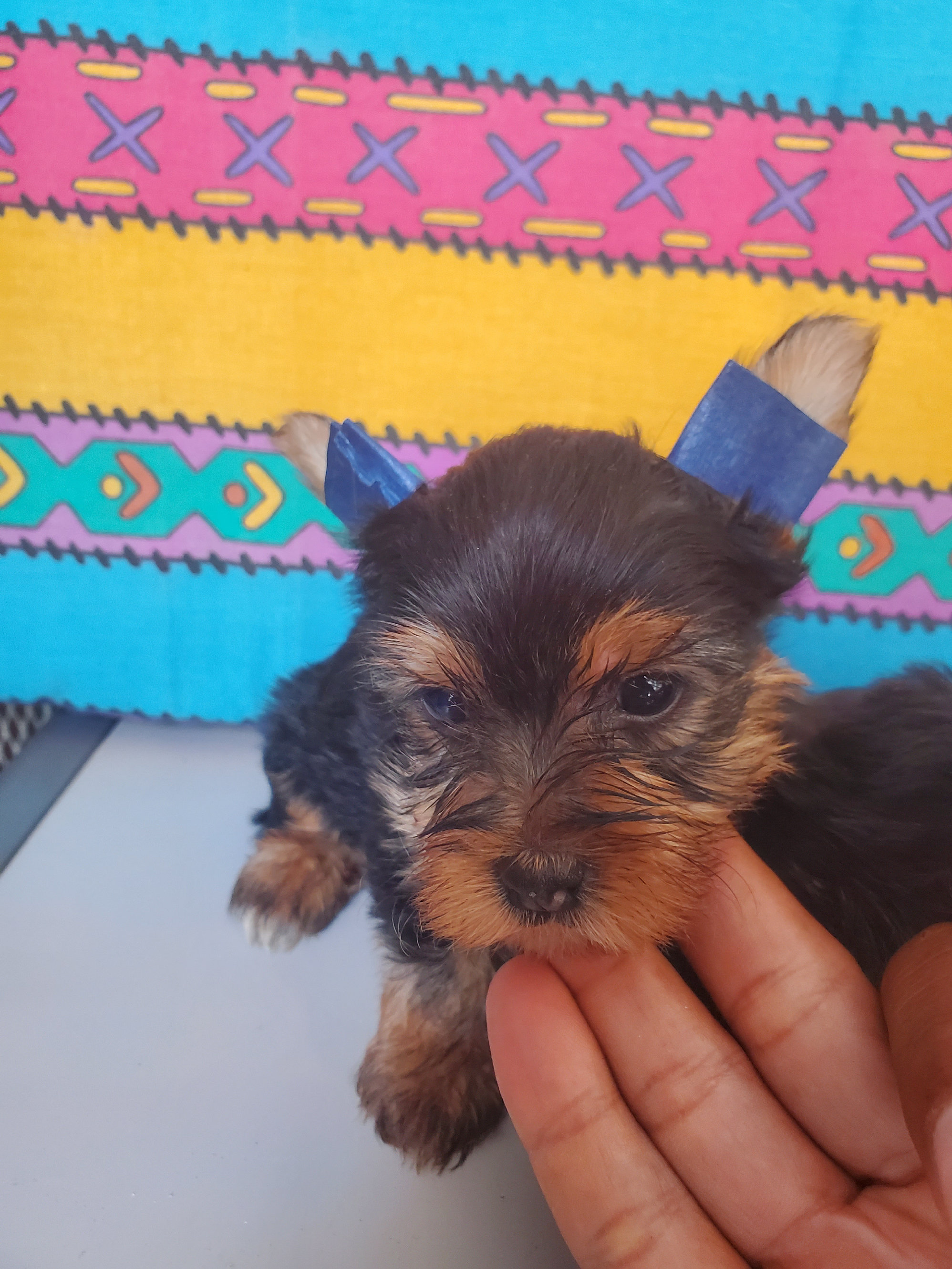 animales y mascotas - yorkie macho disponible todo al día  5