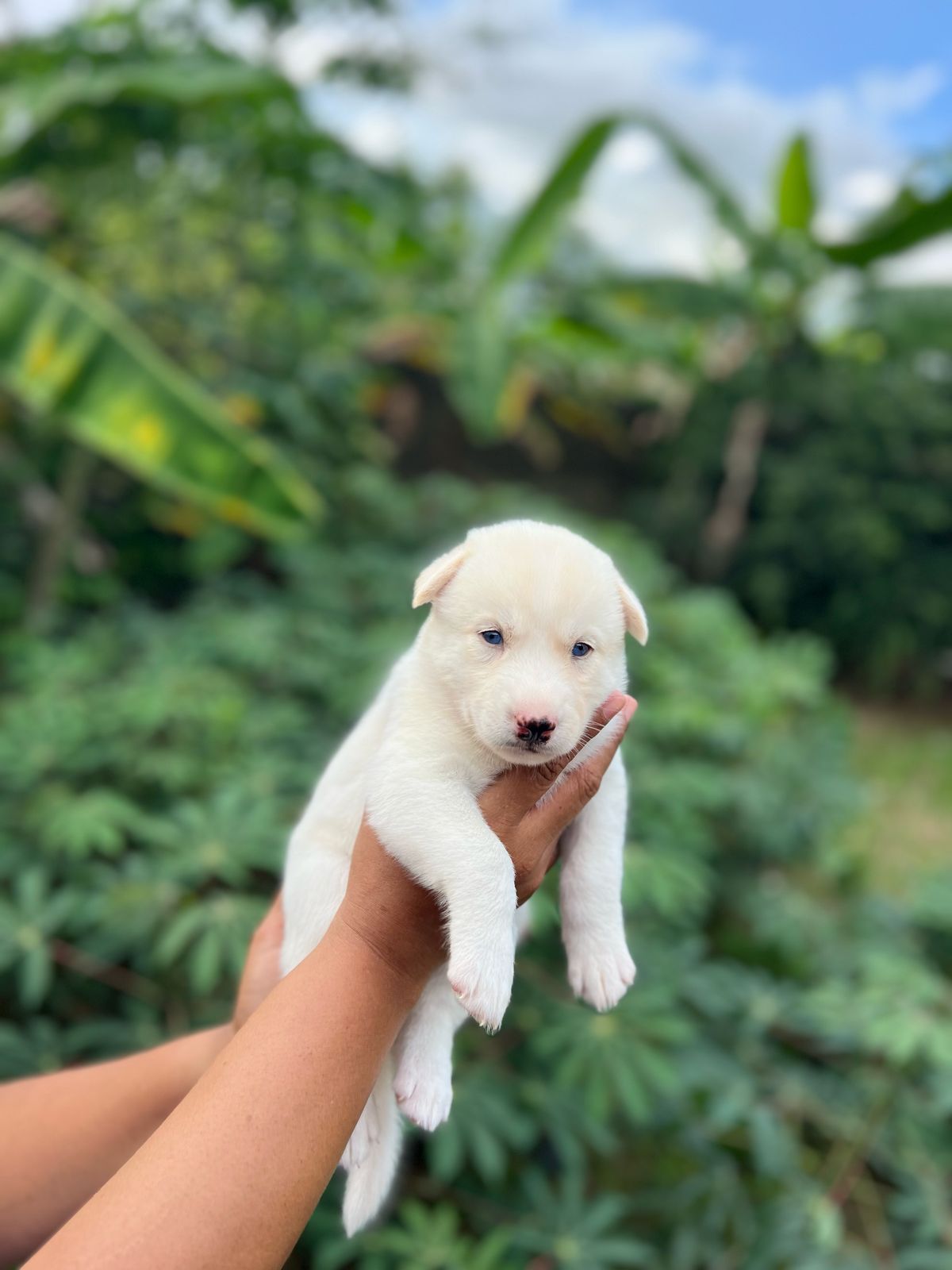 animales y mascotas - Cachorros kushye siveriano en venta  8