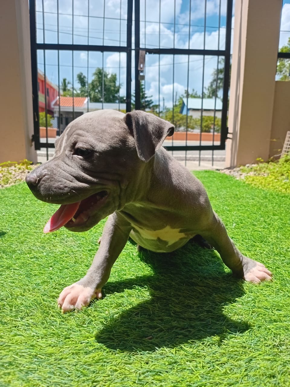 animales y mascotas - Pit bull  1