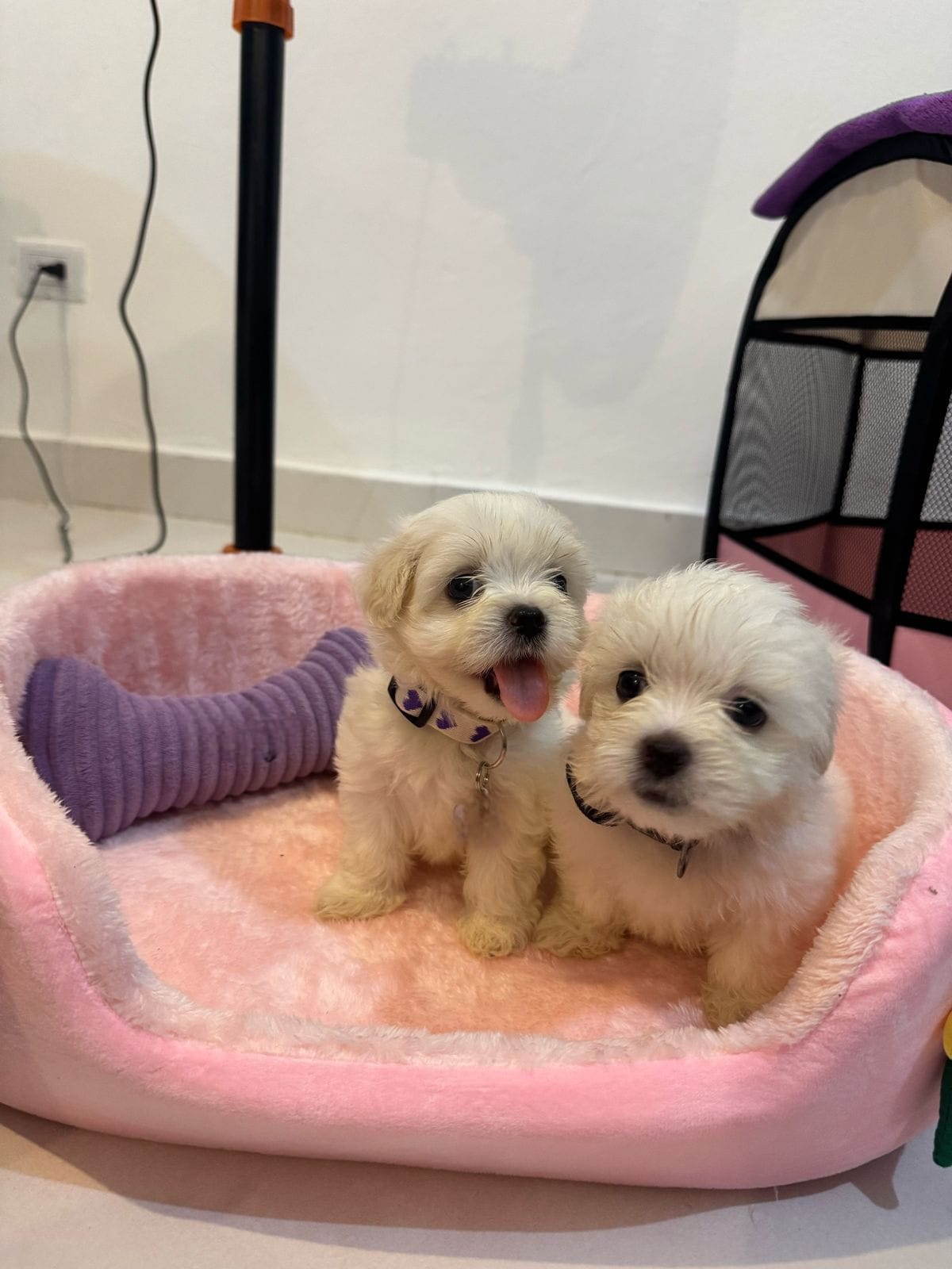 animales y mascotas - Venta de Cachorros Maltés Blancos  0