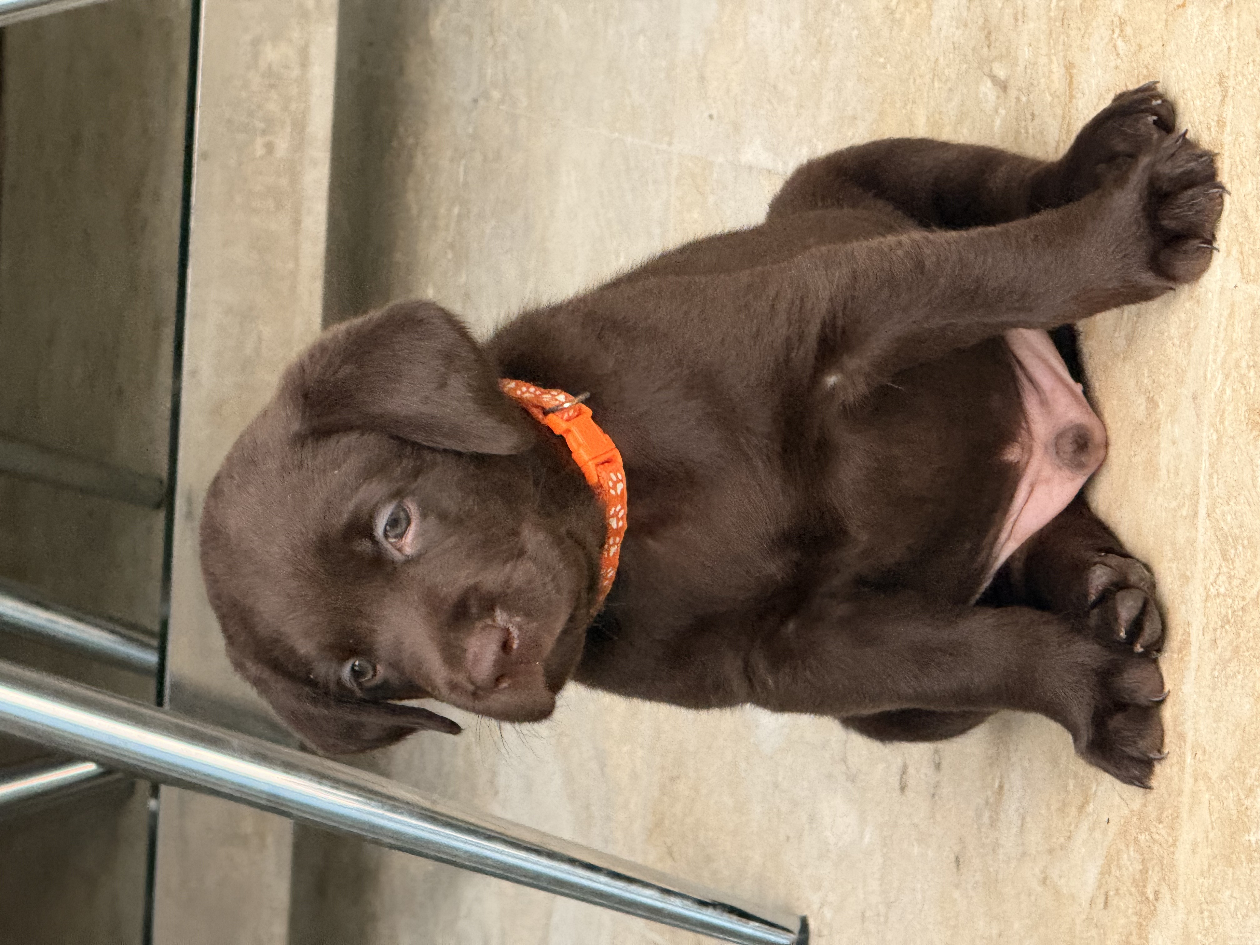 animales y mascotas - Cachorros Labrador  1