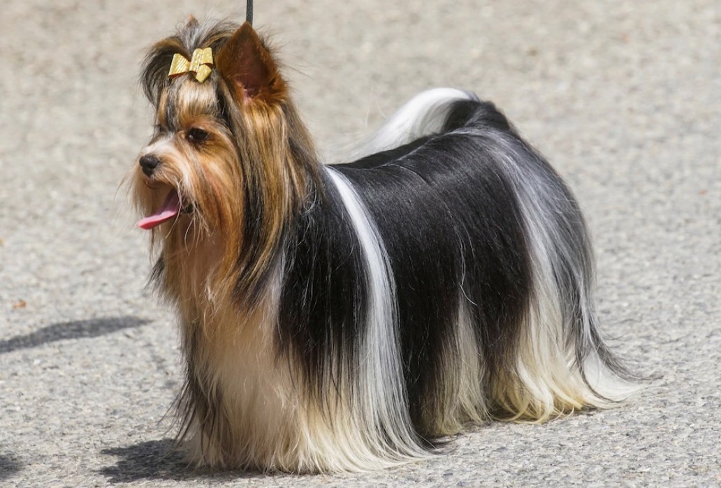 animales y mascotas - cachorros de YORKIES TERRIER PUROS  4